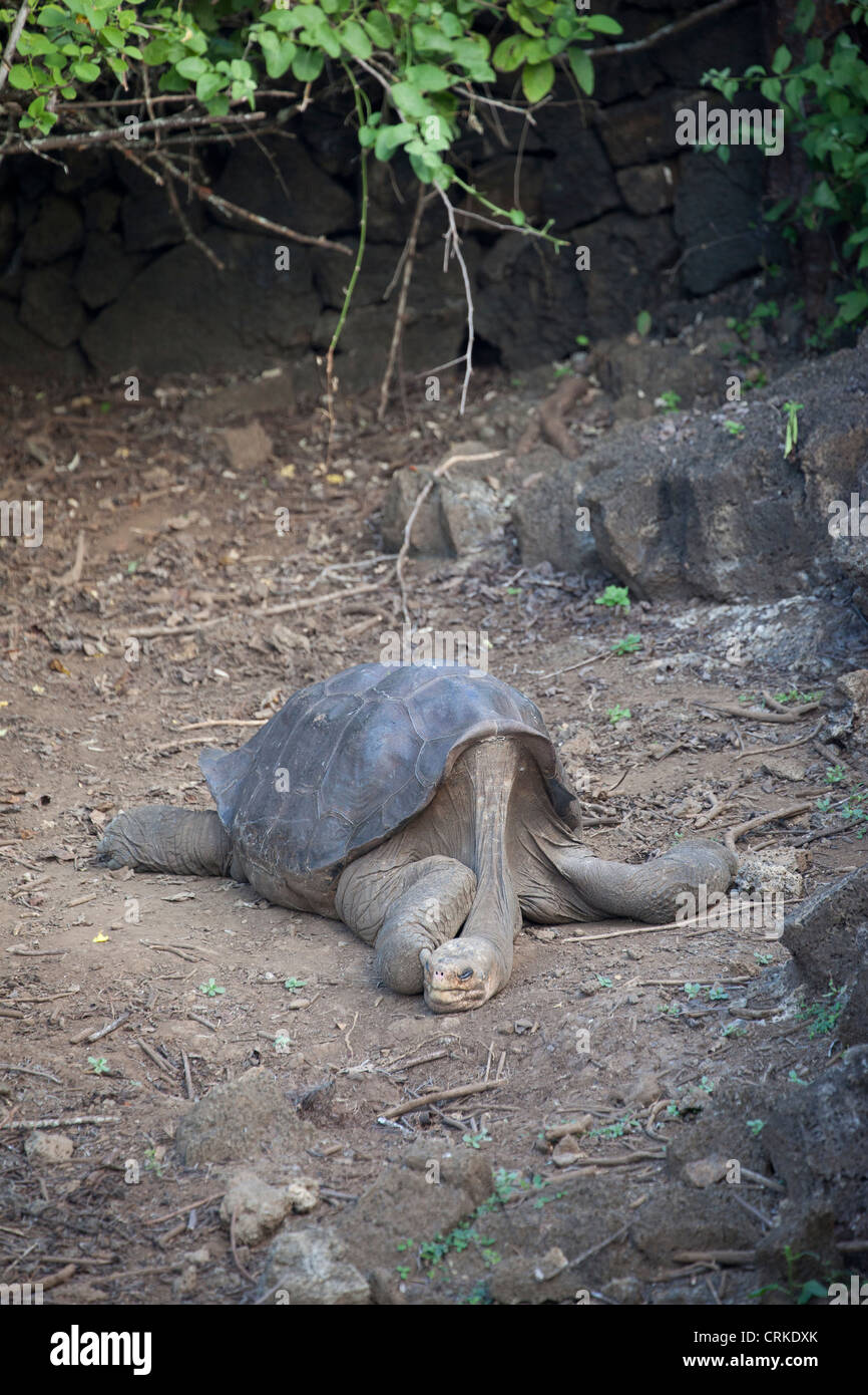 Lonesome George, die letzten Pinta Island Galapagos-Schildkröte, starb am 24. Juni 2012. Stockfoto