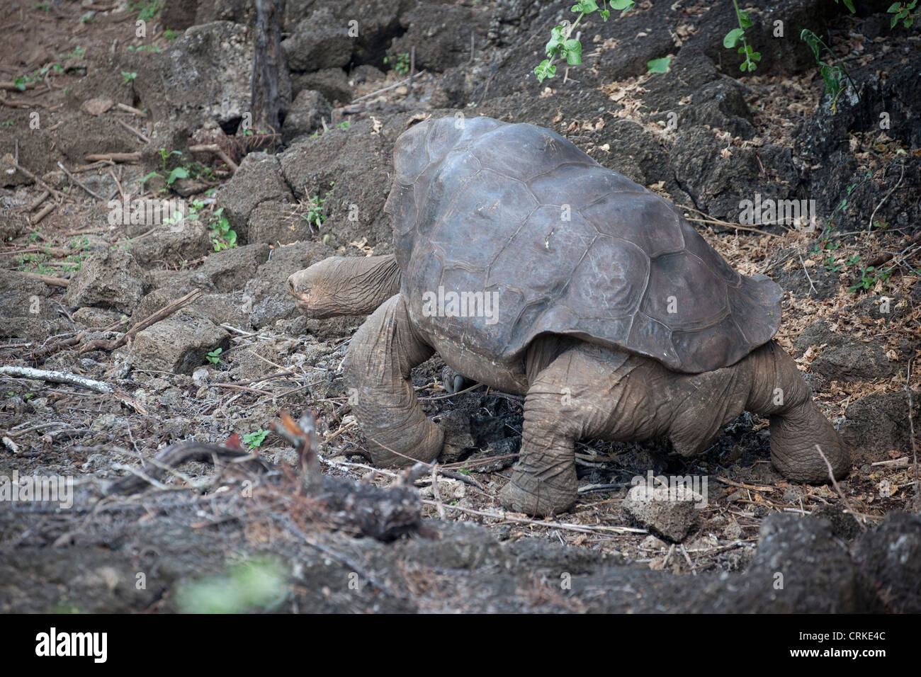 Lonesome George, die letzten Pinta Island Galapagos-Schildkröte, starb am 24. Juni 2012. Stockfoto