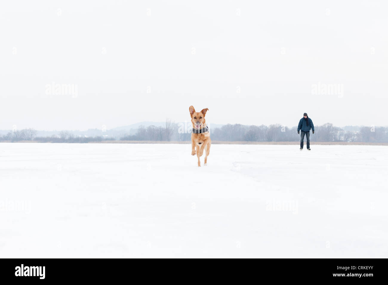 Hund läuft in schneebedecktes Feld Stockfoto