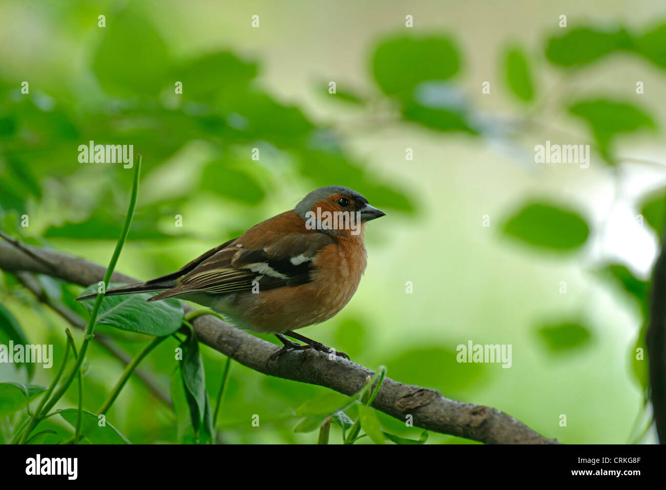 Eine männliche Buchfink auf einem Ast Stockfoto