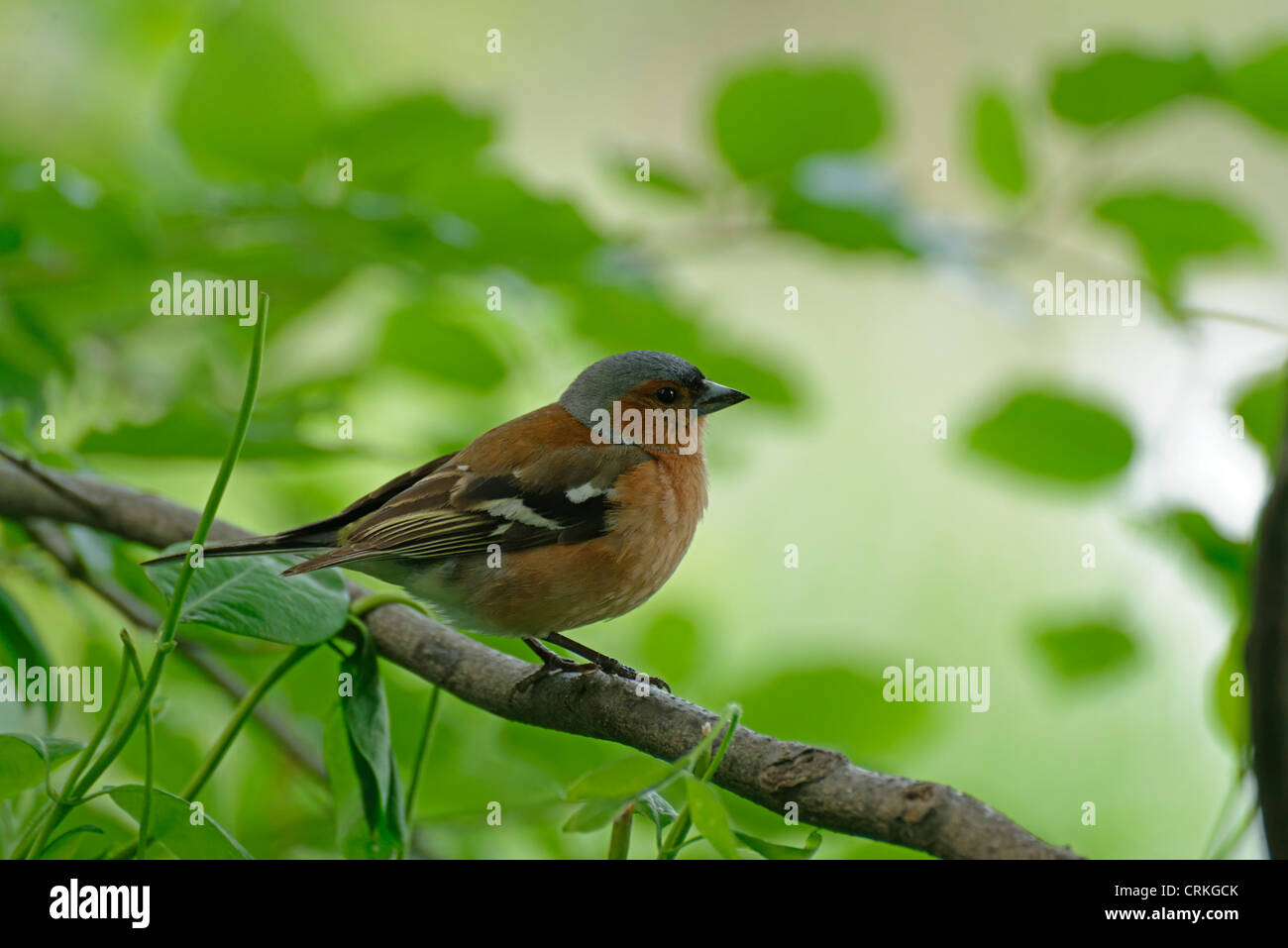 Eine männliche Buchfink auf einem Ast Stockfoto