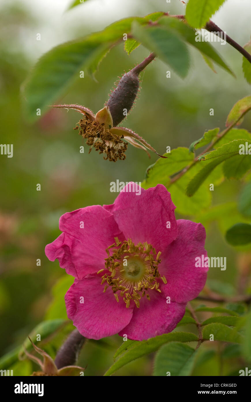 Rosa Moyesii, Wildrose, einzelne rosa Heckenrose wachsen am Strauch Stockfoto