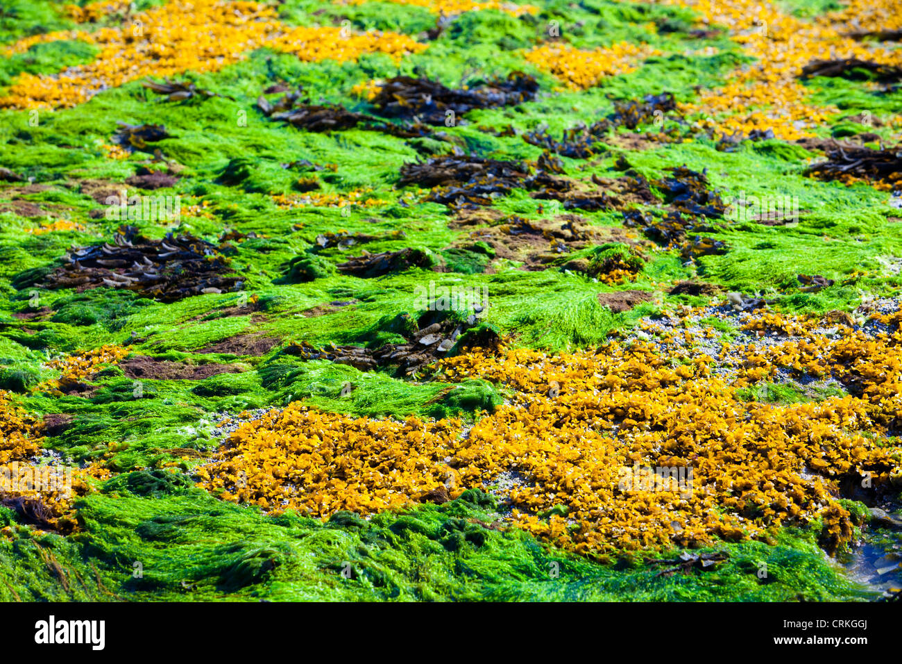 Felsen und Meer Unkraut in der Bucht Laig am Cleadale auf der Insel Eigg, Schottland, Großbritannien. Stockfoto