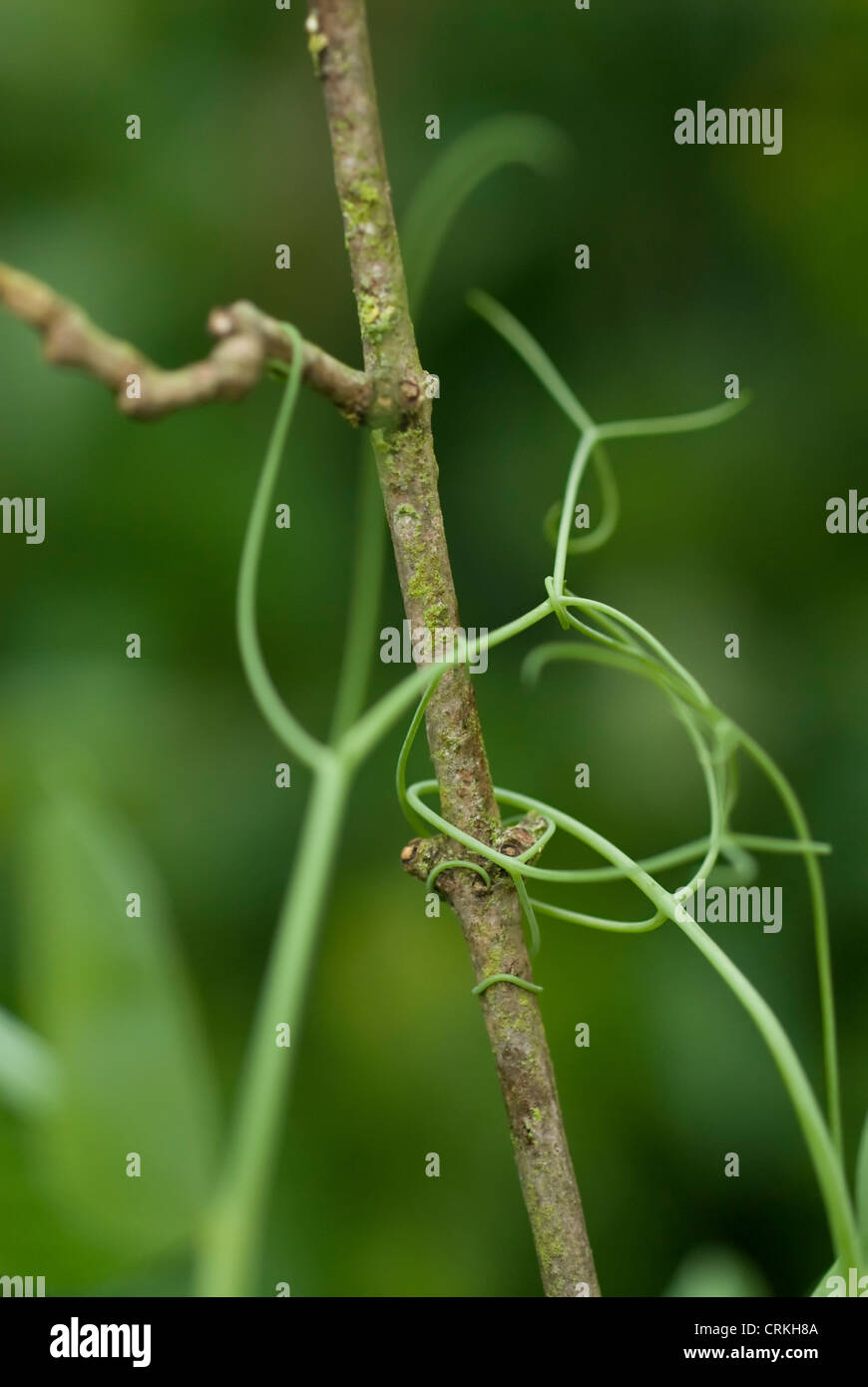 Pisum Sativum, Erbse, ranken befestigen sich an einem senkrechten Stab. Stockfoto