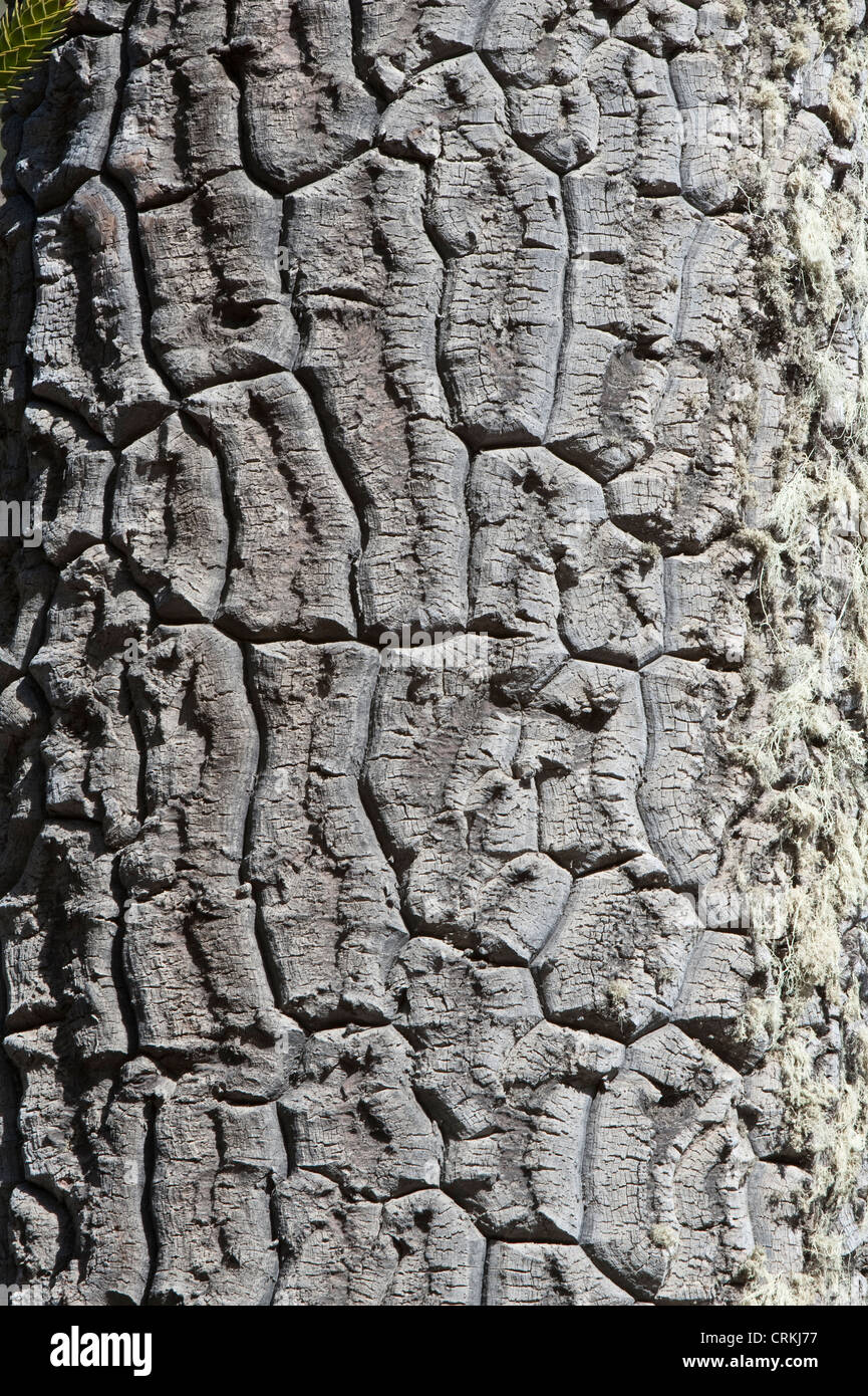 Monkey-Puzzle Baum (Araucaria, Araucana) Nahaufnahme der Bundesstraße 12 Neuquen Provinz Argentinien Südamerika Dezember Stockfoto