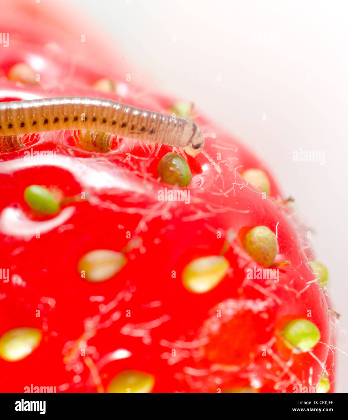 Schädling TAUSENDFÜßLER (Cylindroiulus Punctatus) Fütterung auf eine Erdbeere Stockfoto