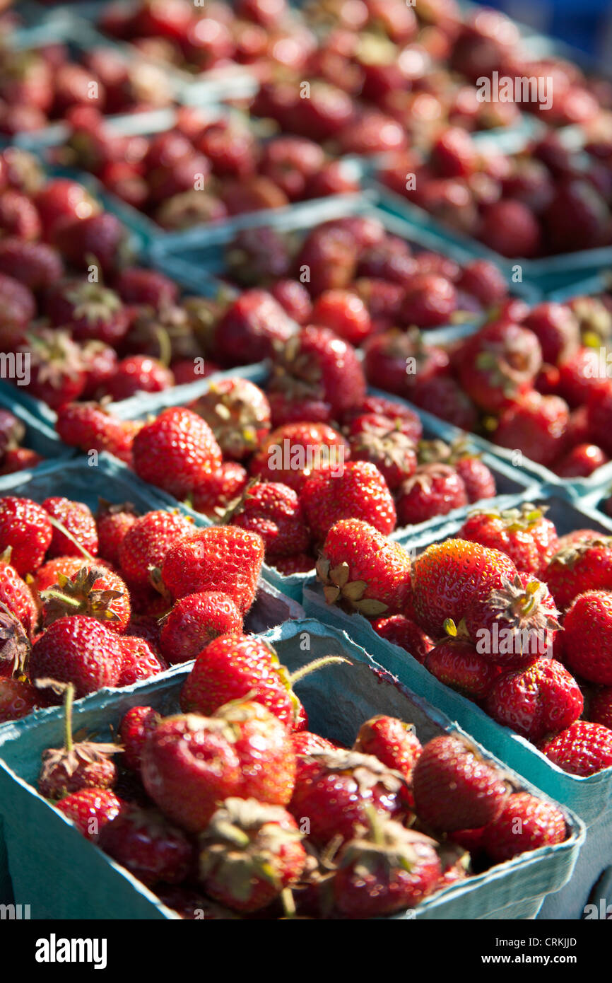 Erdbeeren auf einem Bauernmarkt, Barre, Vermont, USA Stockfoto