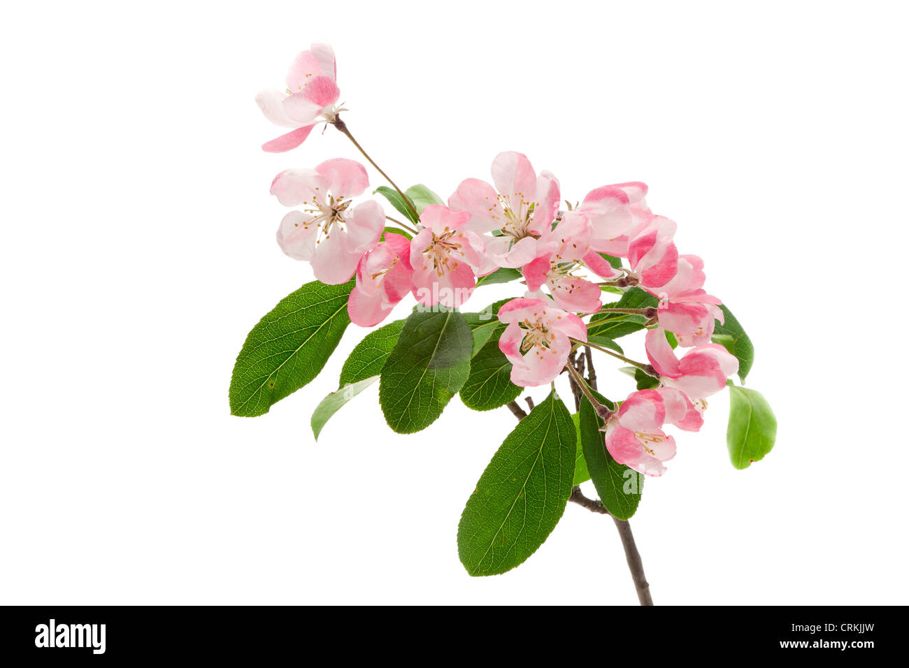 Apfelblüte - geringe Schärfentiefe, Studio gedreht mit weißem Hintergrund Stockfoto