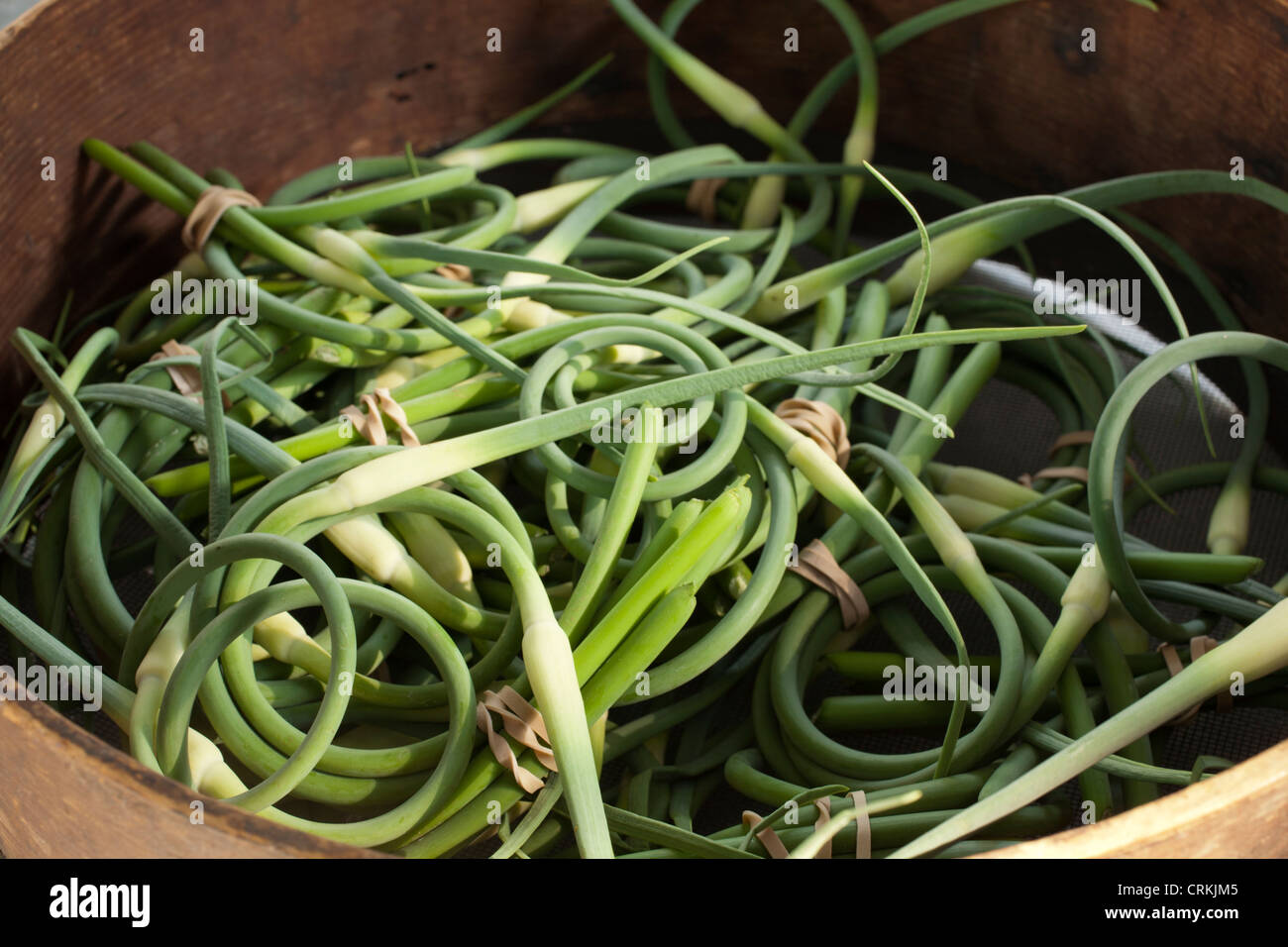 Knoblauch Scapes, manchmal genannt Knoblauch Grüns Stockfoto