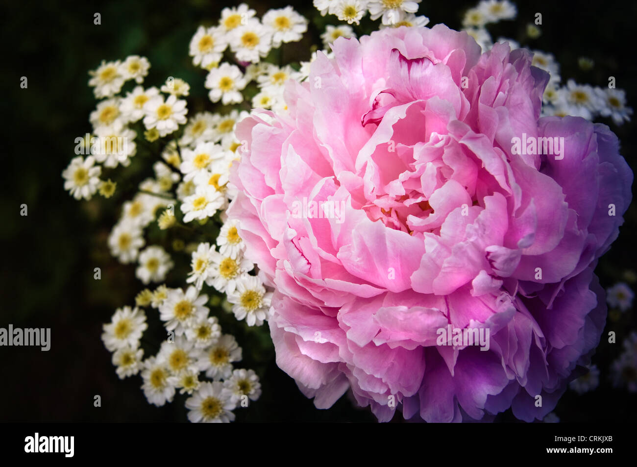 Sommer Blumen rosa Pfingstrose und weiße Chrysantheme Stockfoto