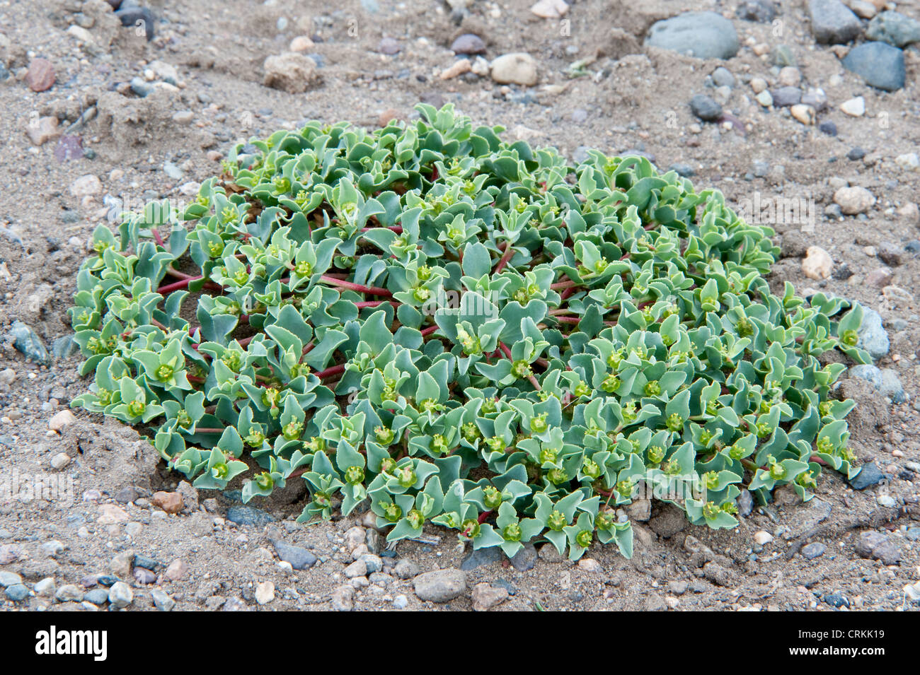Euphorbia Collina blüht und Früchte Steppe Weg 40 Chubut Provinz Argentinien Südamerika November Stockfoto