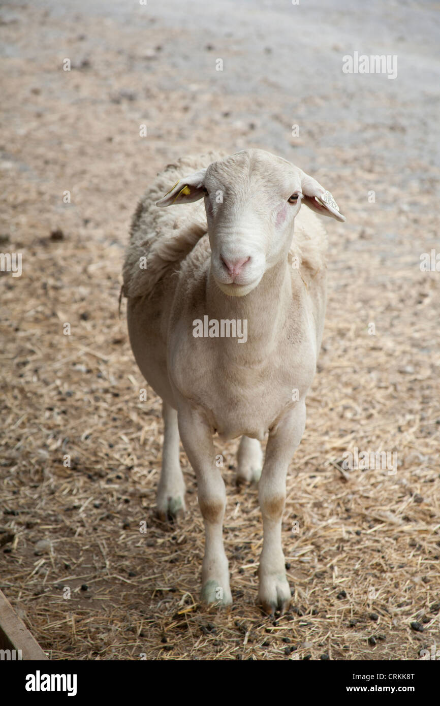 Rams in Dayspring Farm in der Nähe von Bellows Falls, Vermont, USA Stockfoto