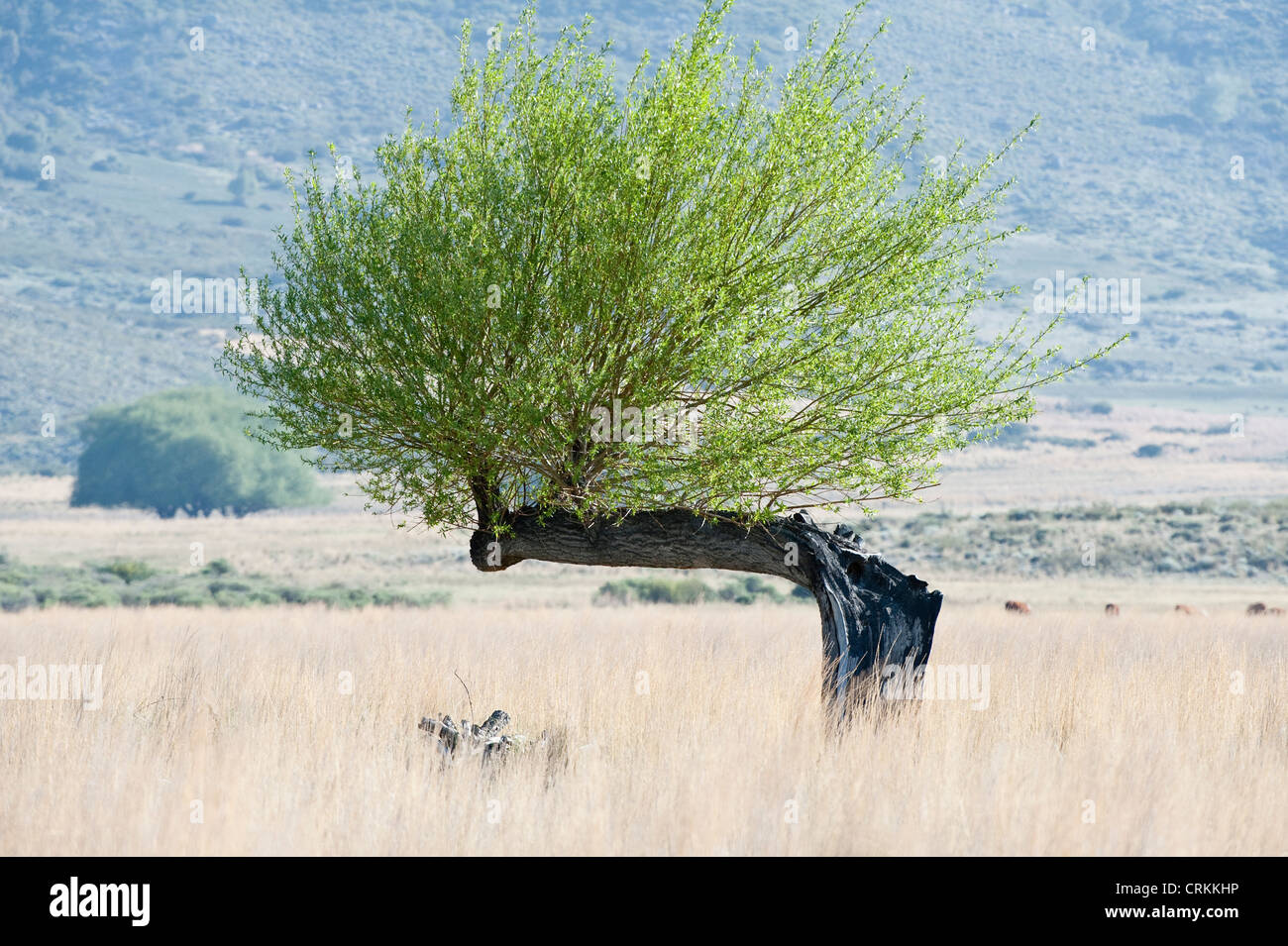 Weidenbaum sind gepflanzt, um Erosion zu verhindern, bieten Holz und Schutz für Tiere Ruta 40 südlich von Zapala Neuquén Argentinien Stockfoto