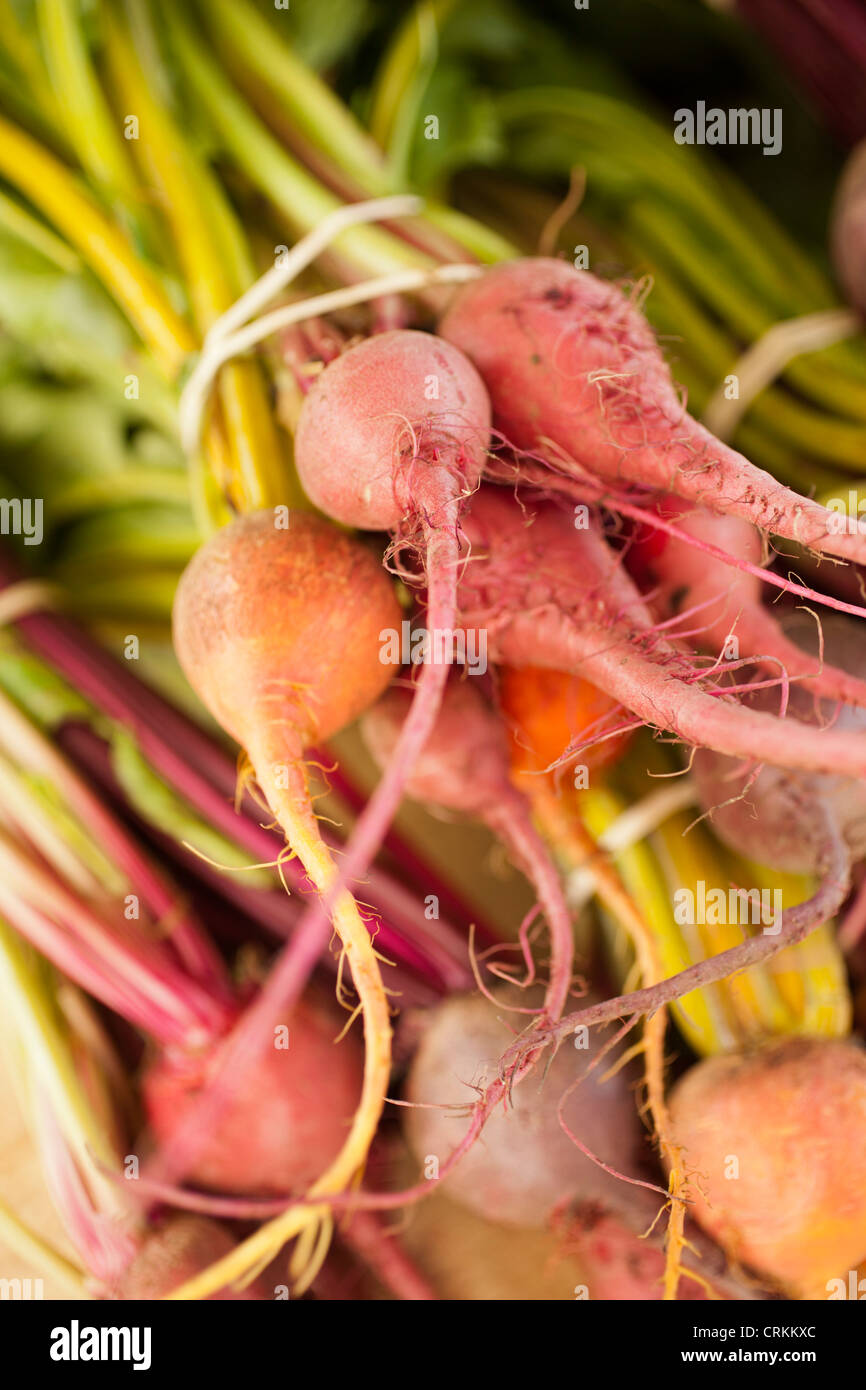 Trauben von Rüben auf einem Bauernmarkt, Waterbury, Vermont, USA Stockfoto