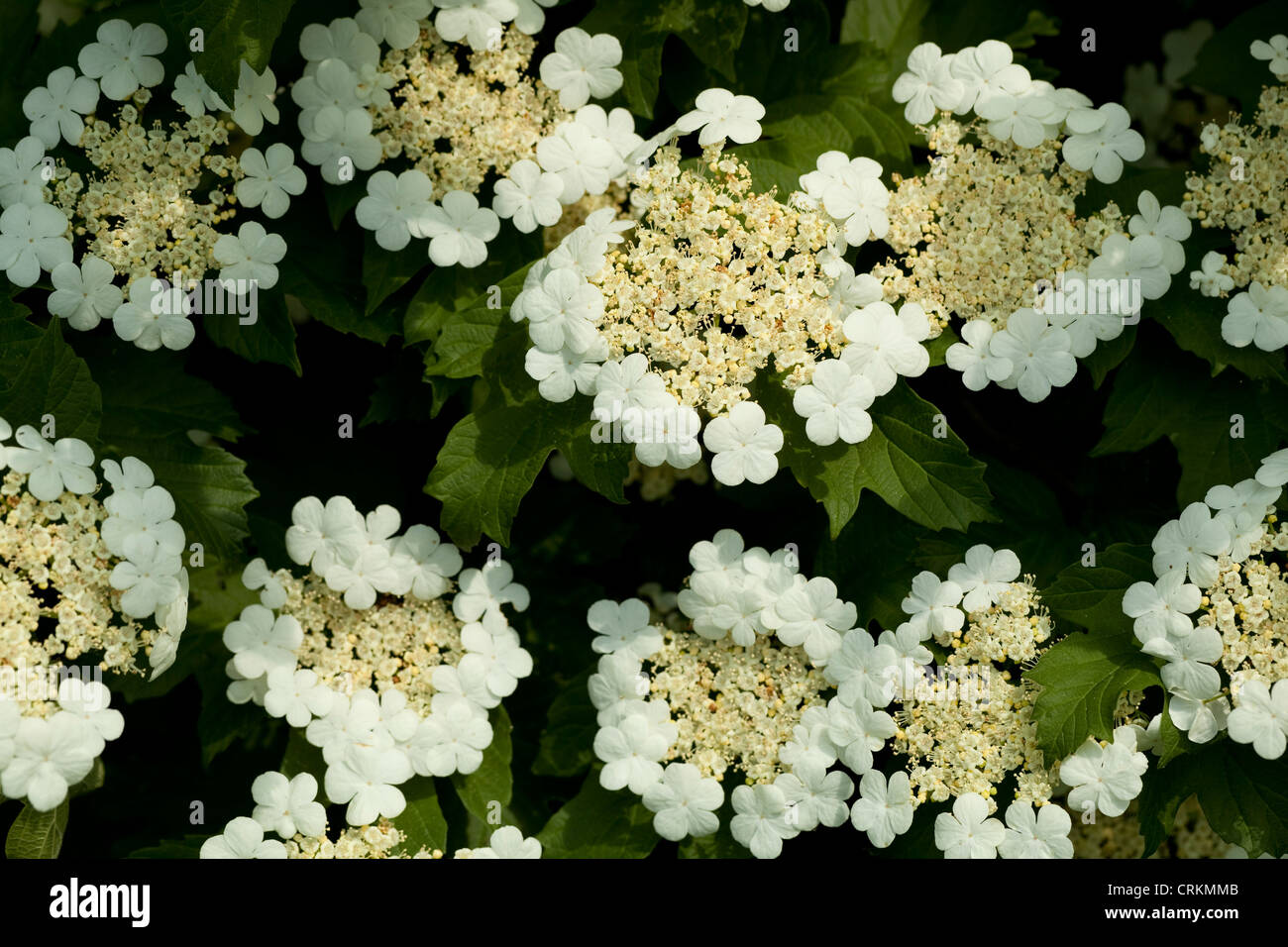 Busch von Viburnum mit weißen Blumen als Hintergrund Stockfoto