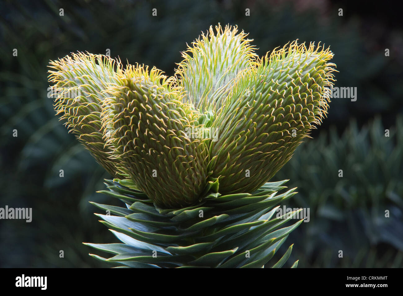 Affe Puzzle Bäume (Araucaria Araucana) close-up männlichen Pollen tragenden Kegel Paimún Lanin National Park Neuquén Provinz Stockfoto