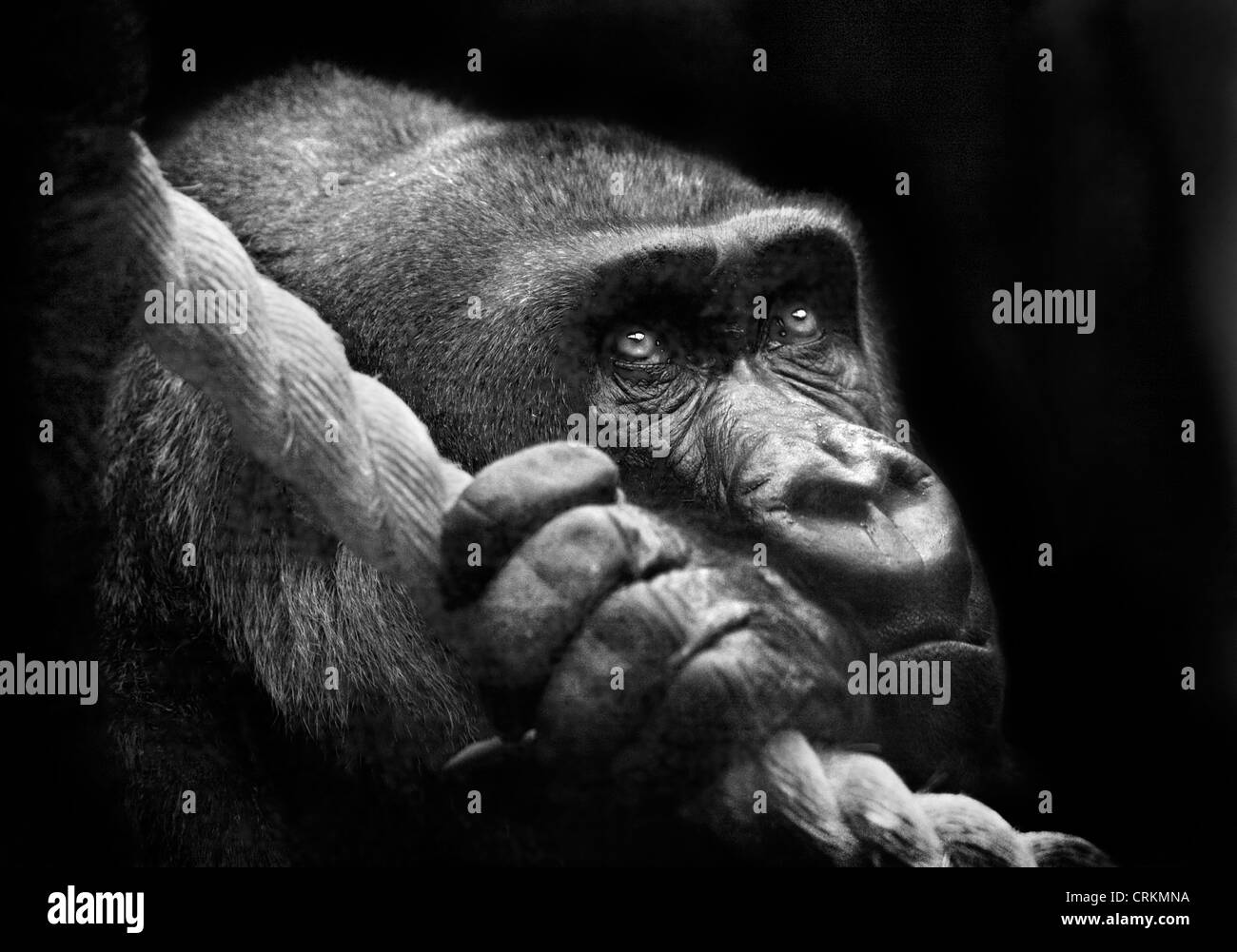 Flachlandgorilla (Gorilla Gorilla Gorilla) Stockfoto
