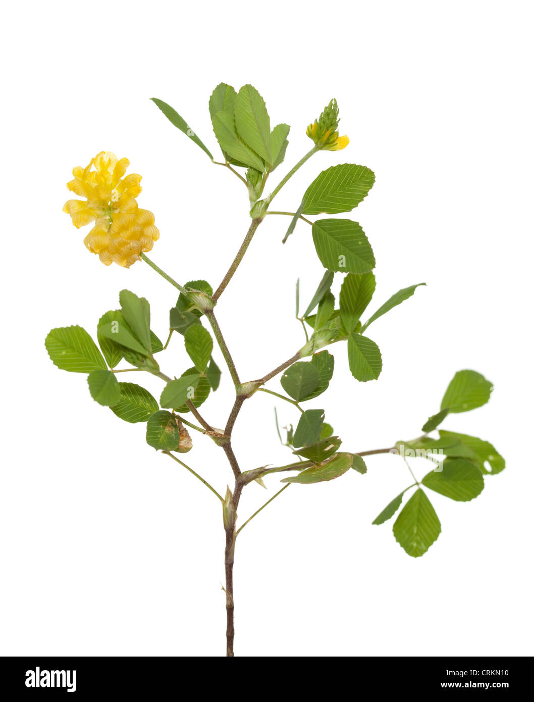 kleiner Klee (Trifolium Campestre Schreb) auf weiß gelb Stockfoto