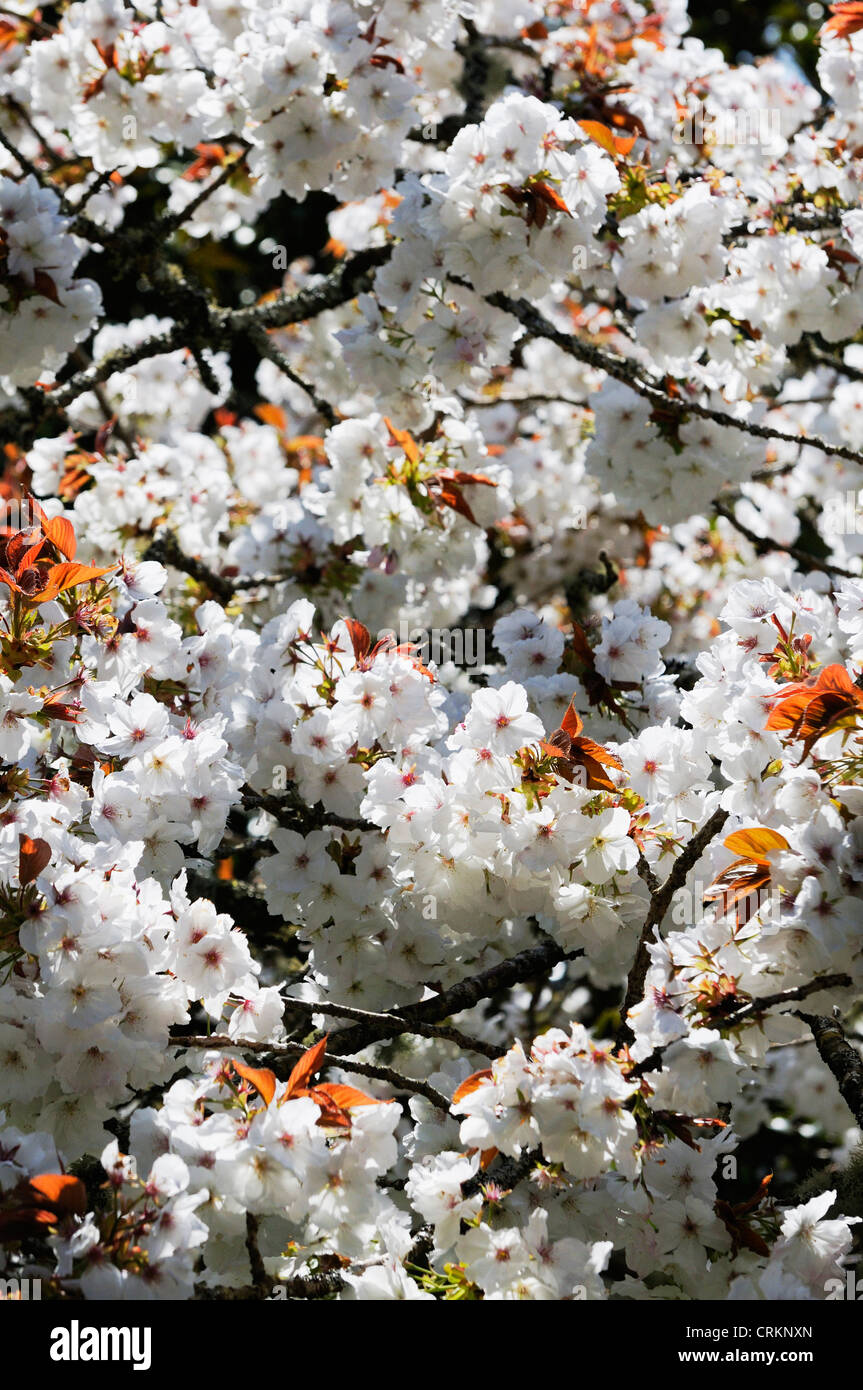 Prunus 'Shirotae', Kirsche Stockfoto