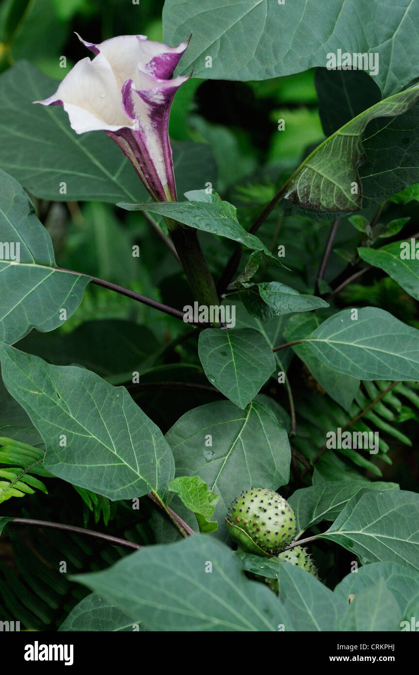 Brugmansia 'Inoxia', Engelstrompeten Stockfoto