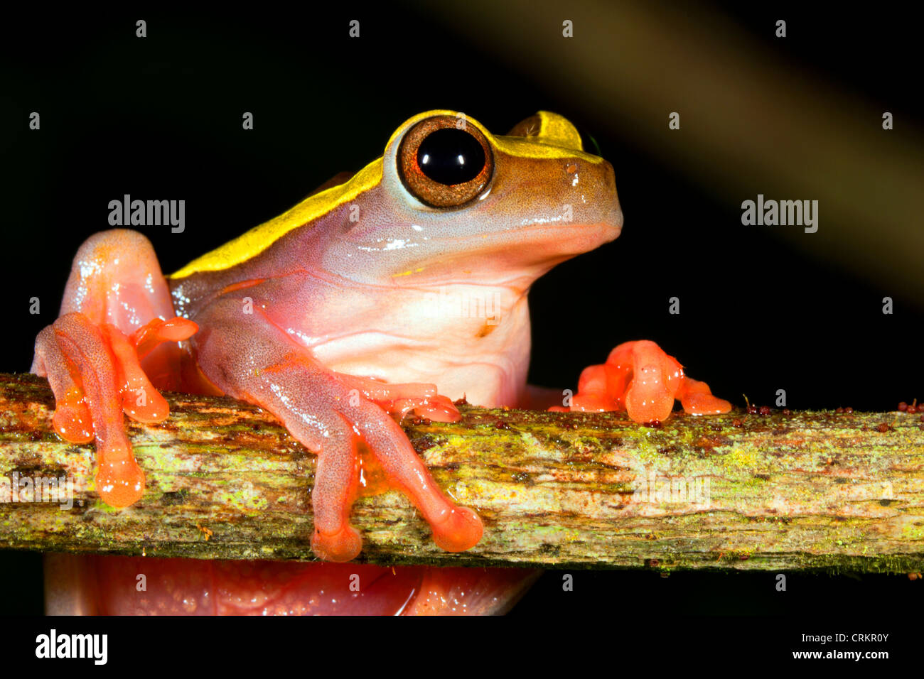 Oberen Amazonas Treefrog (Dendropsophus Bifurcus) weiblich auf einem Ast über einen Teich im Regenwald von Ecuador Stockfoto