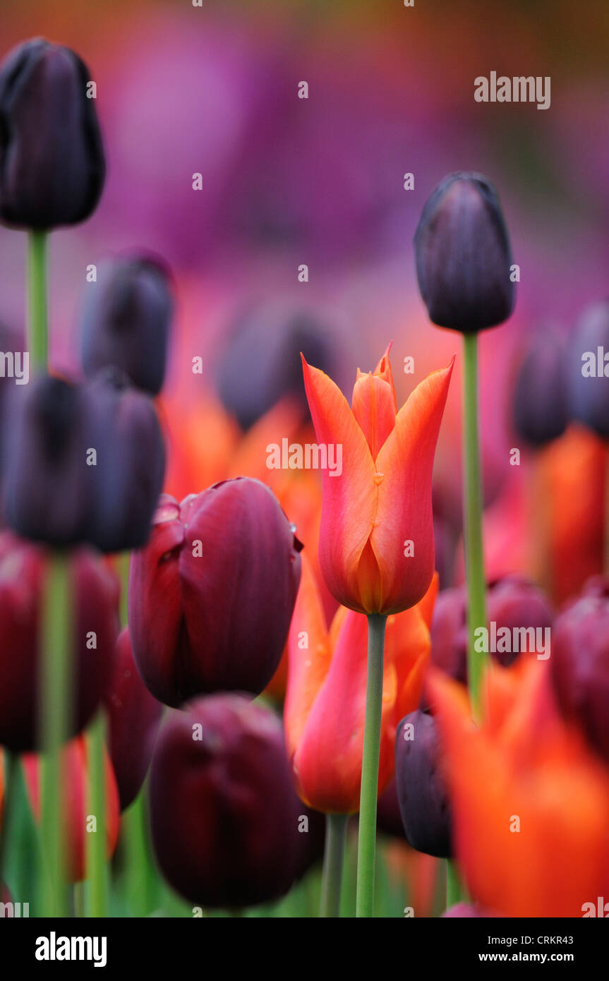 Tulipa Tulpe Stockfoto