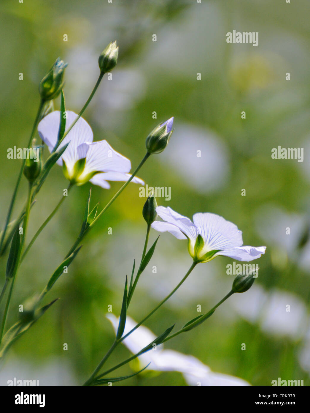 Linum Perenne, Flachs, mehrjährige Pflanze Flachs Stockfoto