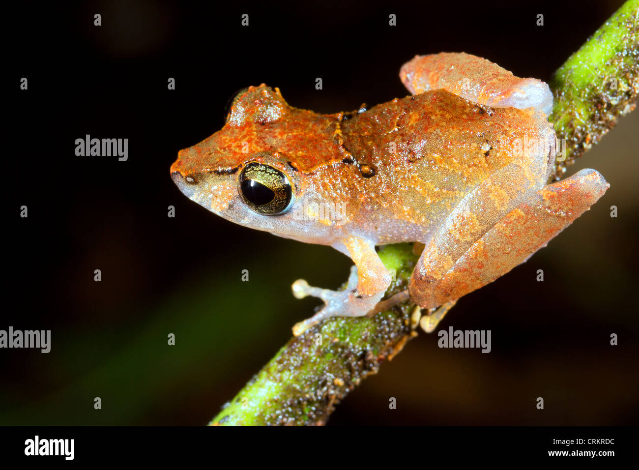Regen Sie (Pristimantis Ockendeni) Frosch auf einem Ast im Regenwald Ecuadors Stockfoto