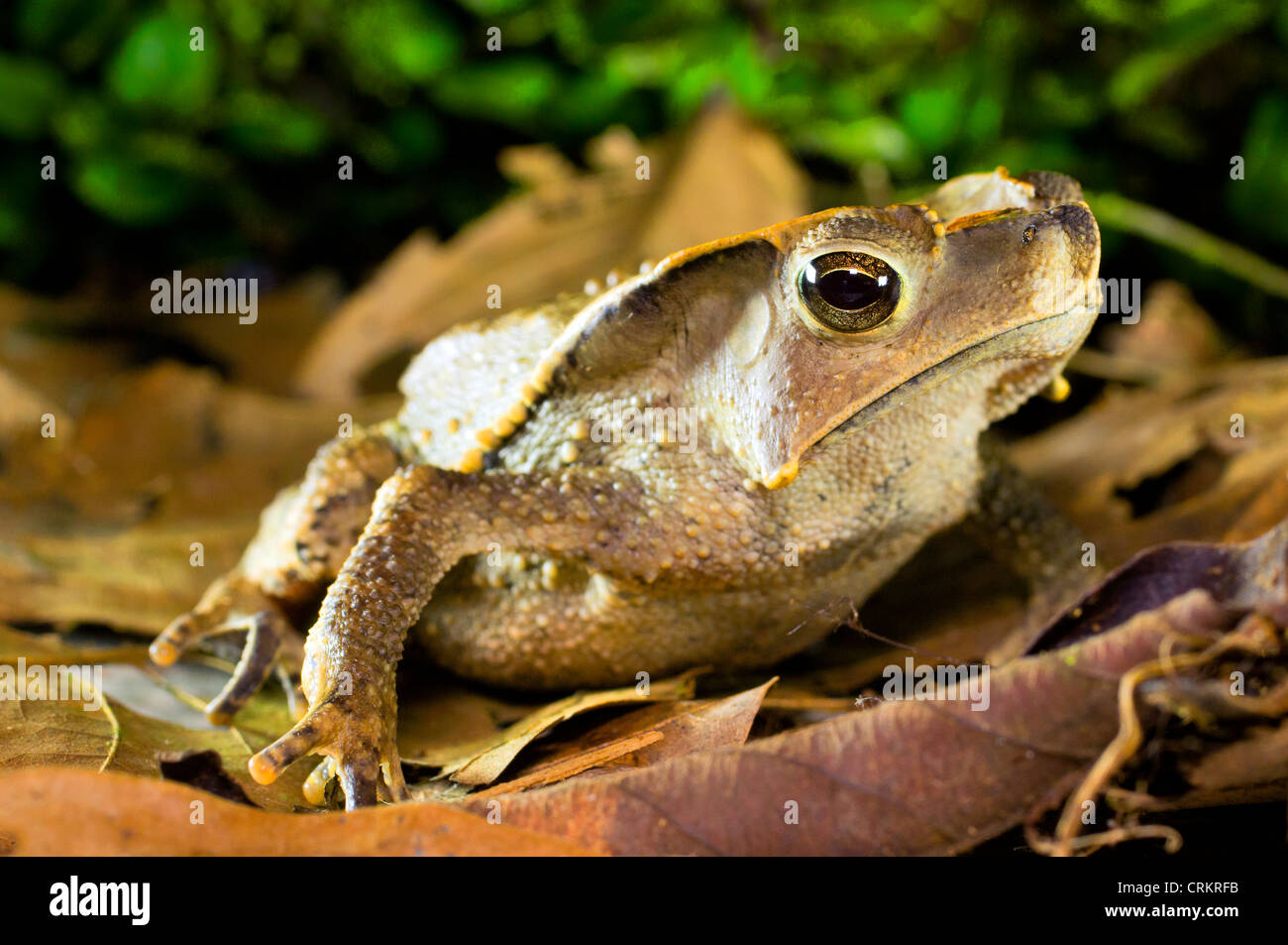 Crested Wald Kröte (Schädlingsbekämpfer Dapsilis) Stockfoto