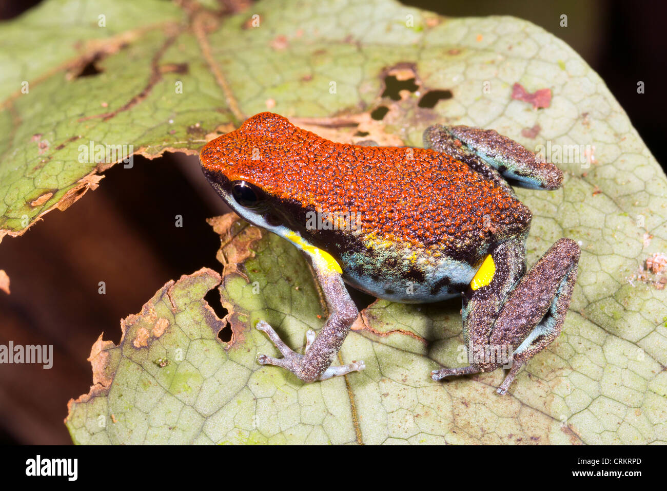 Ecuadorianische Poison Frog (Ameerega Bilinguis) Stockfoto
