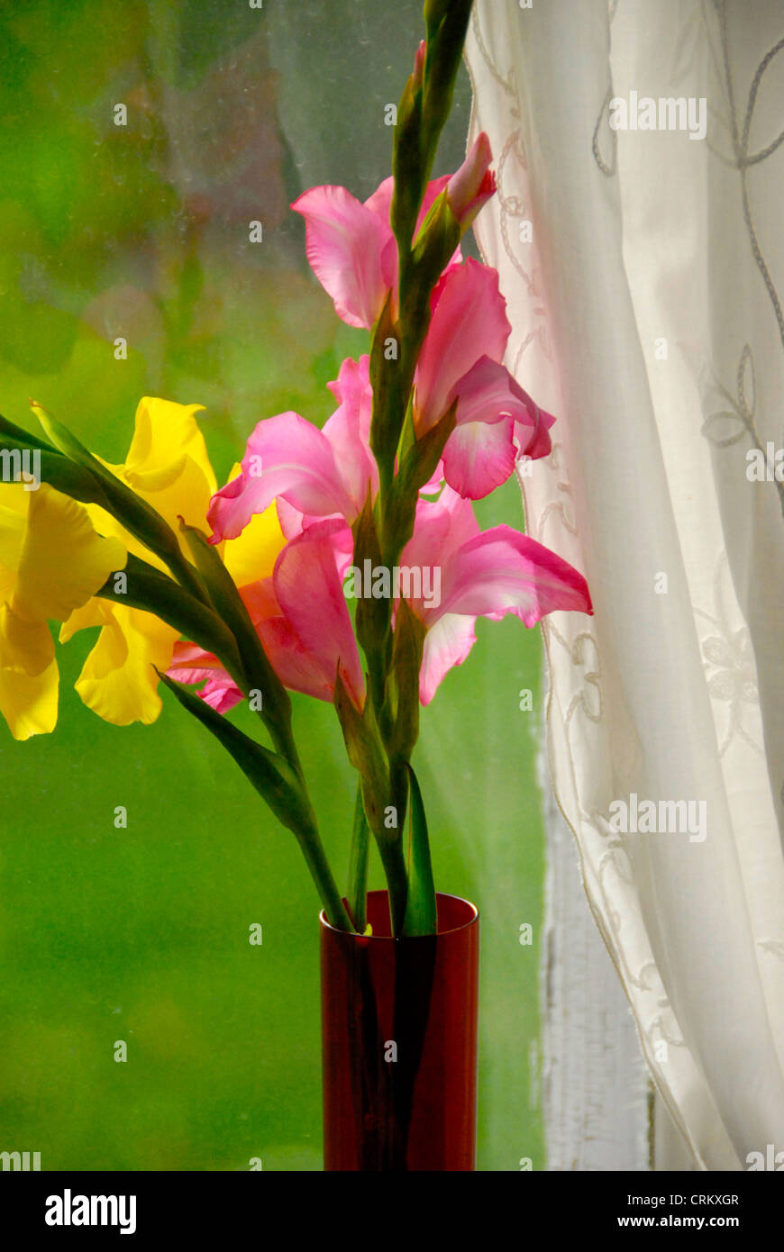Schöne Blumen auf der Fensterbank für Muttertag und ein Spitzevorhang Blick auf den Hof, Vermont USA Stockfoto