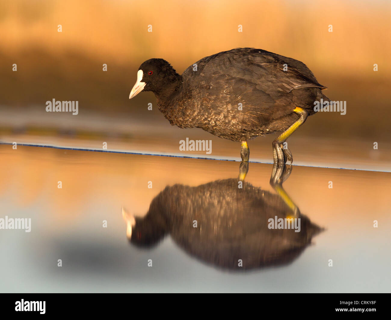 Blässhuhn waten im Wasser Stockfoto