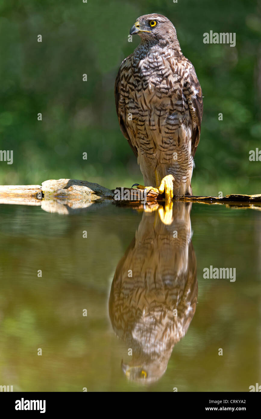 Juvenile weiblichen Habicht vom Rand des Pools Stockfoto
