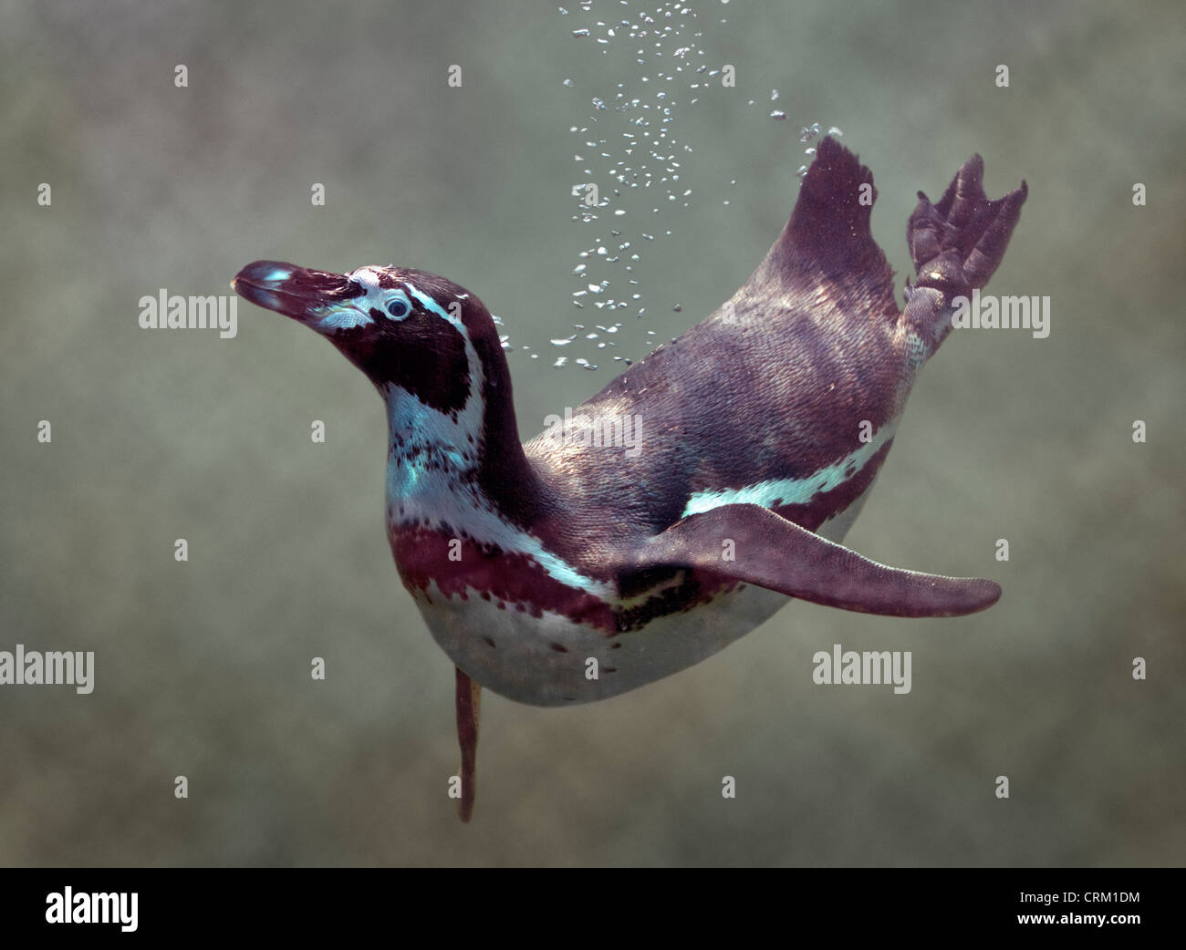 Humboldt-Pinguin (Spheniscus Humboldti) Schwimmen unter Wasser Stockfoto
