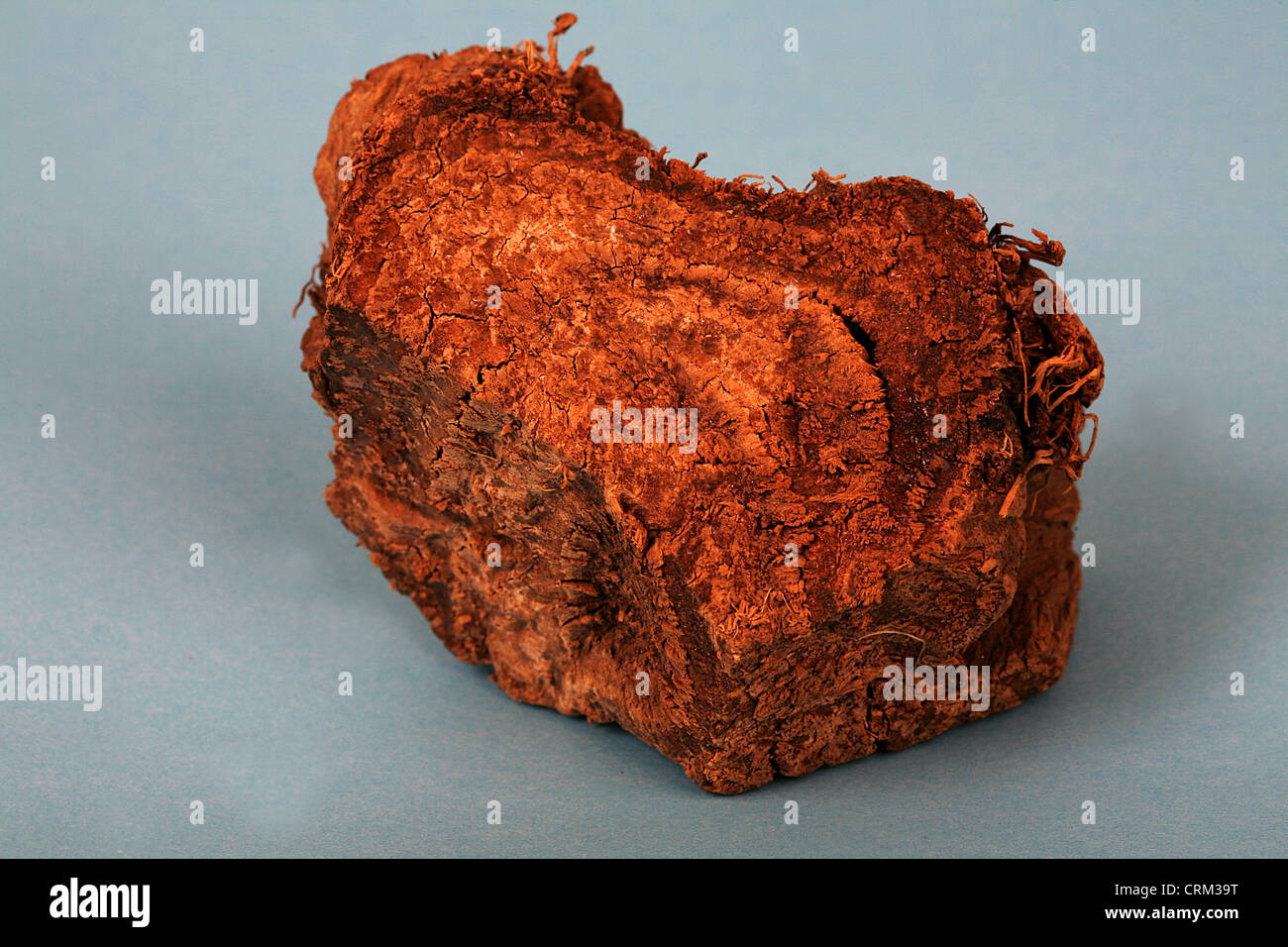 Ipomoea Root enthält medizinisch und psychoaktive Substanzen, vor allem Alkaloide. Seine 500 Arten haben verwendet, einschließlich der Behandlung von Verstopfung und Angststörungen variiert. Stockfoto