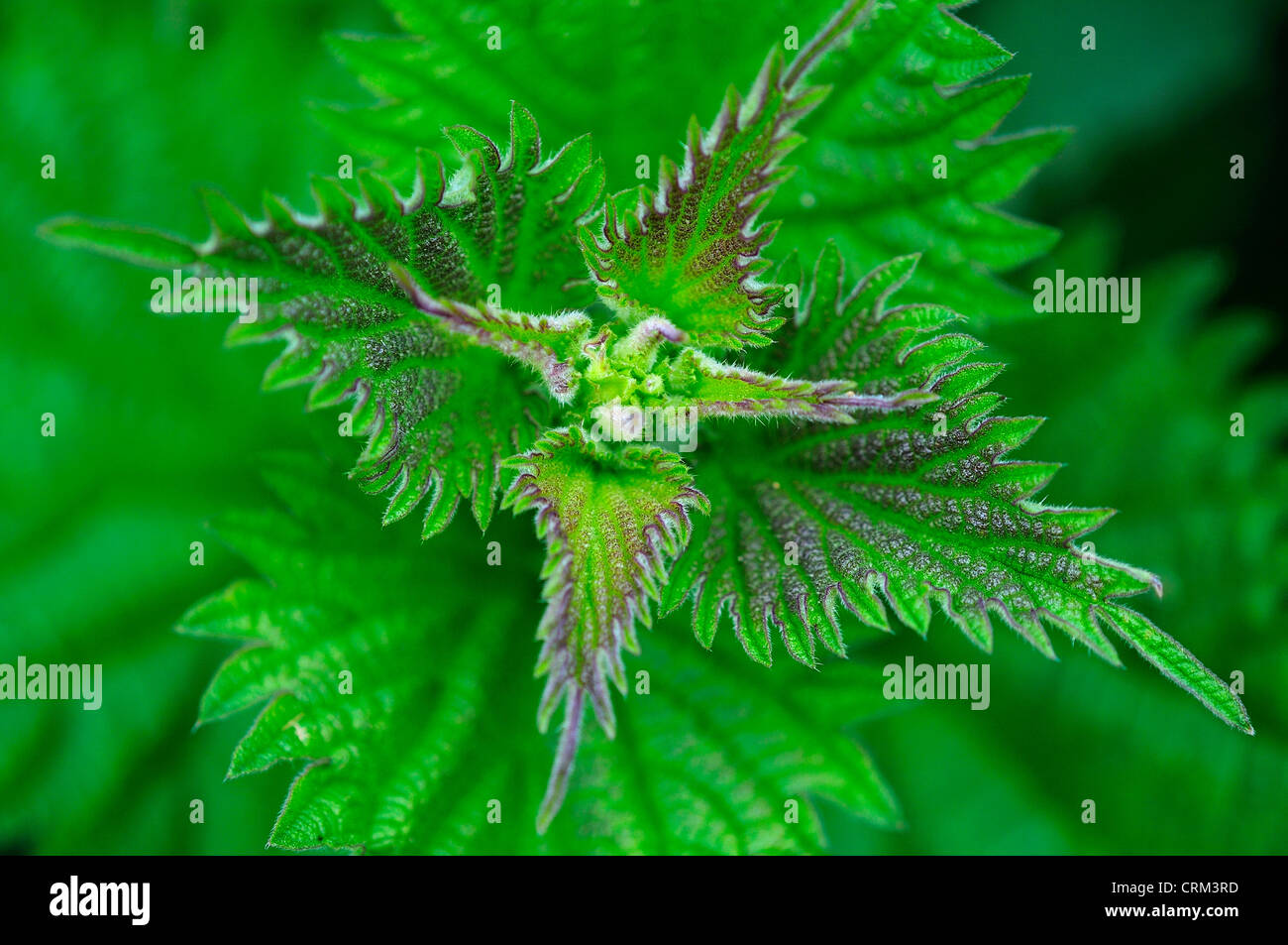Brennessel Urtica Dioica Urticaceae- Stockfoto