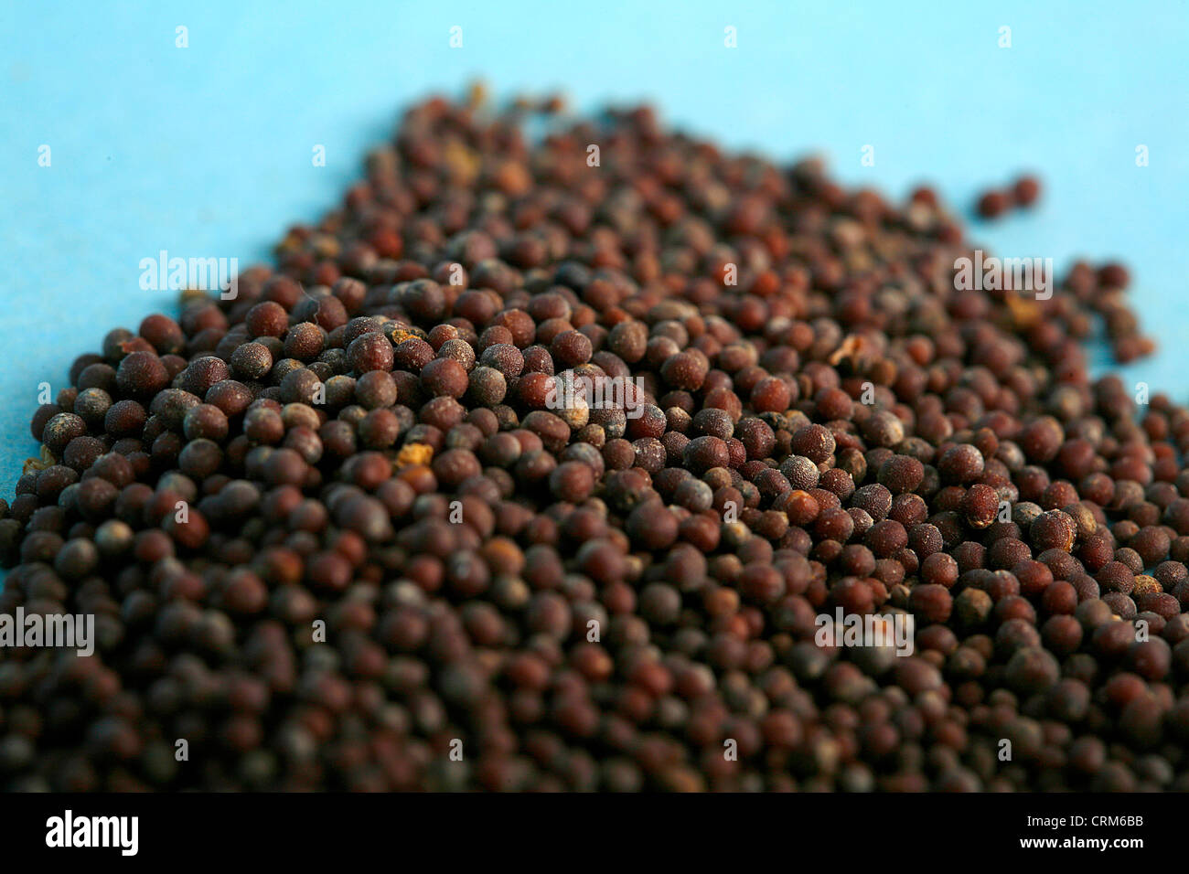 Schwarzer Senf Husten stoppen soll Stockfoto