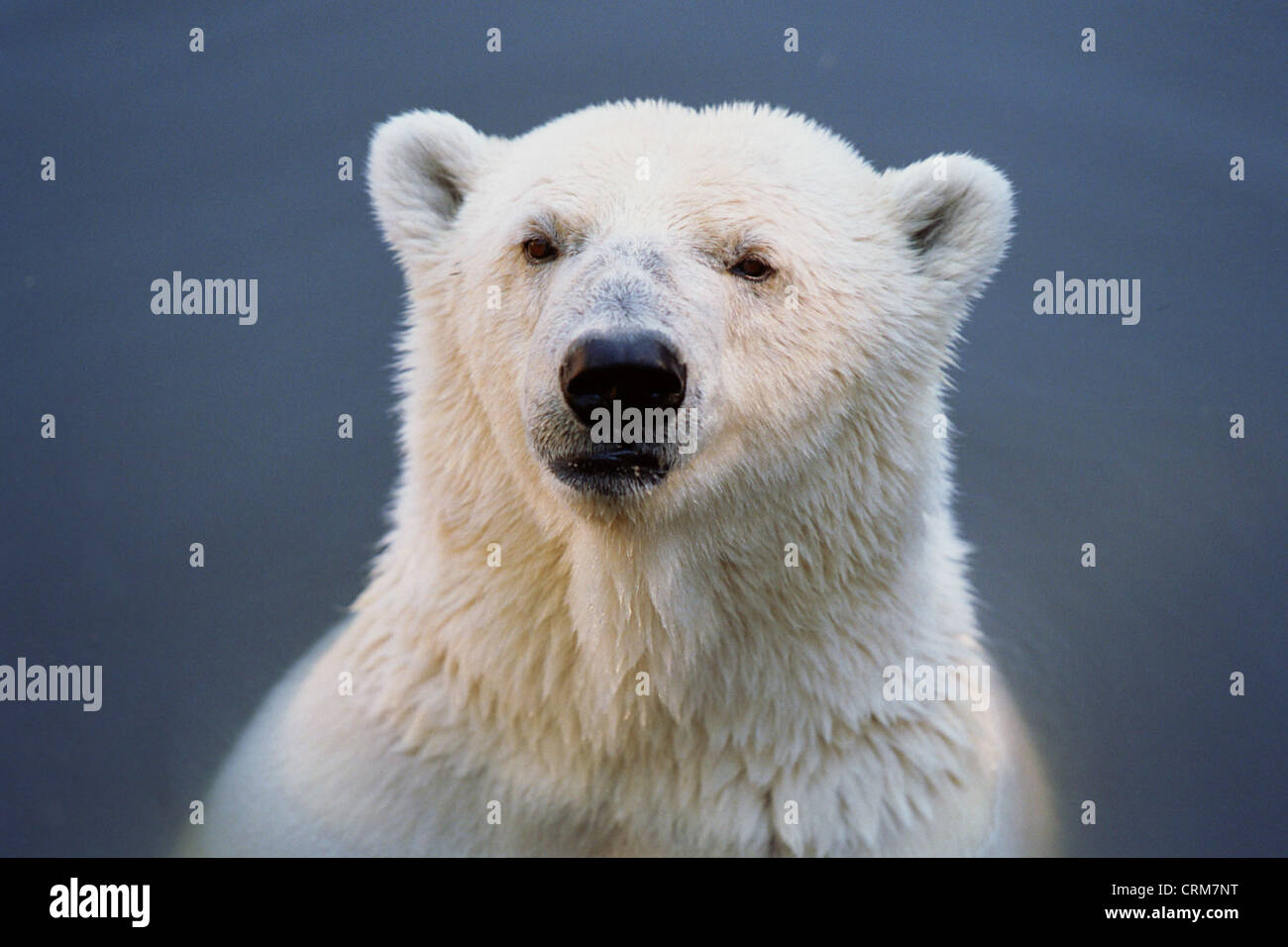 Porträt eines Eisbären im Wasser Stockfoto