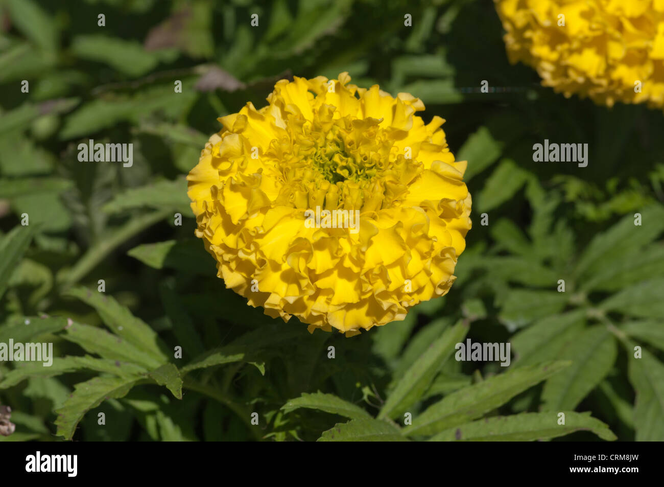 Gelbe afrikanische Ringelblume Tagetes Tagetes Stockfoto