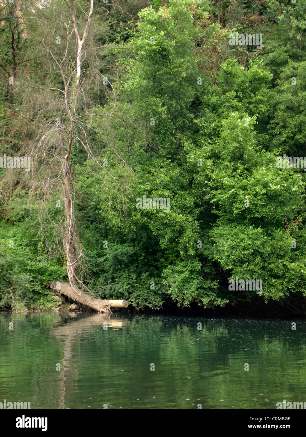 Fluss Kupa, Kroatien Stockfoto