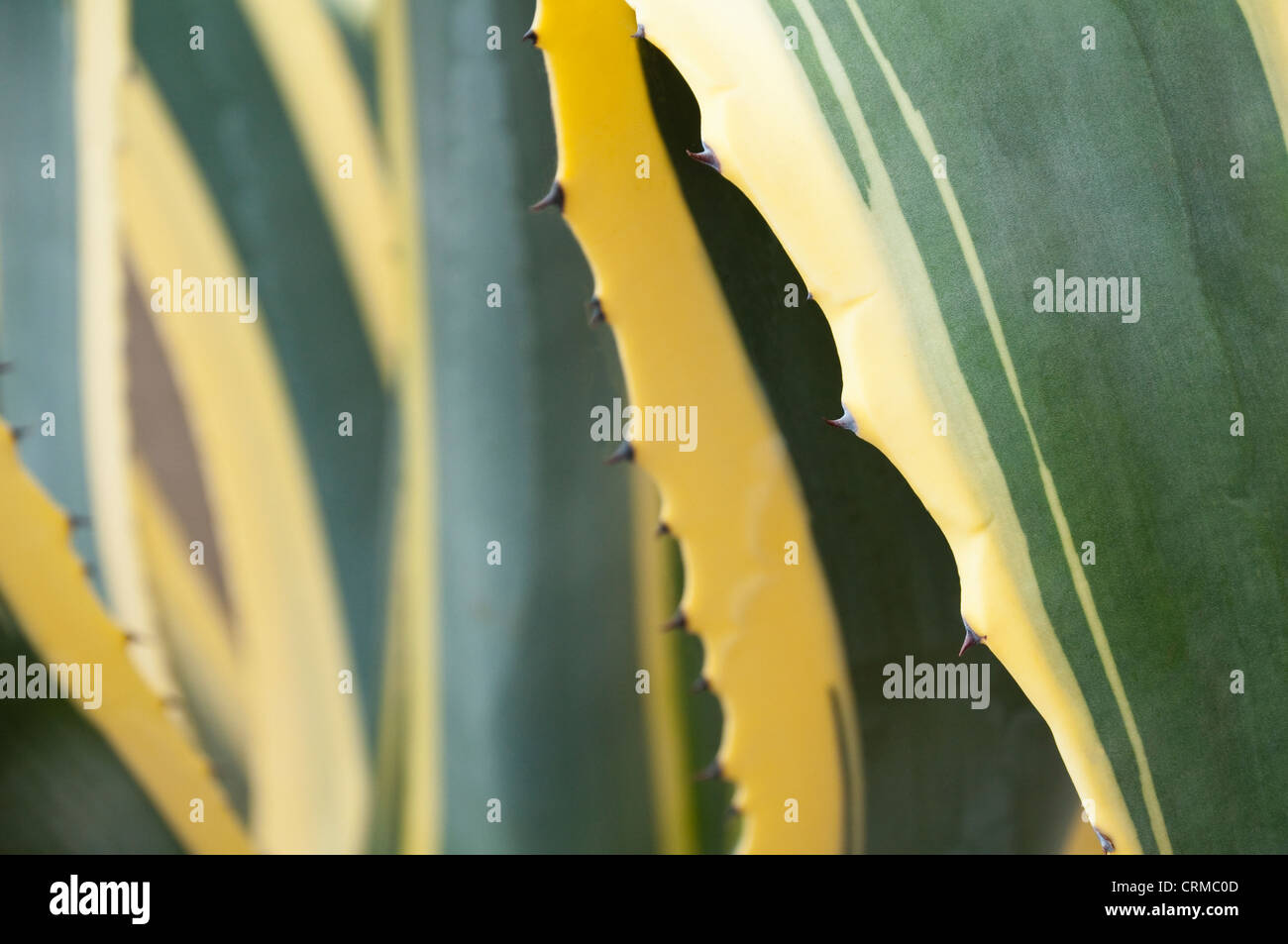 Nahaufnahme der bunten Aloe Vera Blätter. Stockfoto