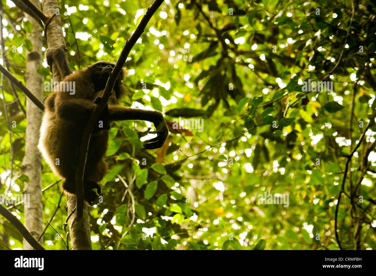 Wilde Bornean südlichen Gibbon (Hylobates Albibarbis) im Sabangau´s Wald, Kalimantan, Borneo. Stockfoto