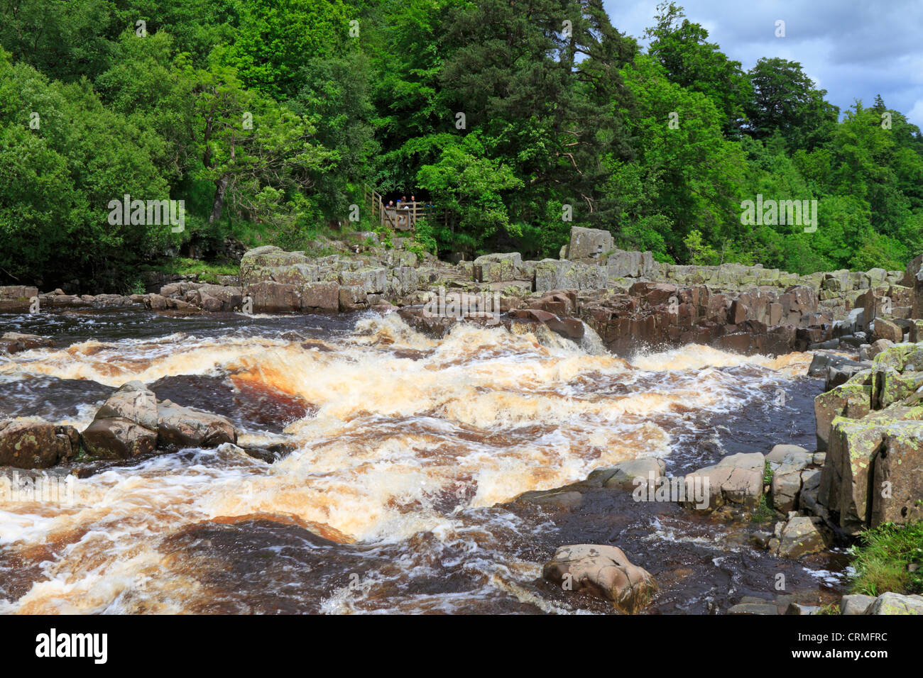 Flusses Tees über hohe Kraft Wasserfall nach starkem Regen in der Nähe von Middleton in Teesdale, County Durham, England, UK. Stockfoto