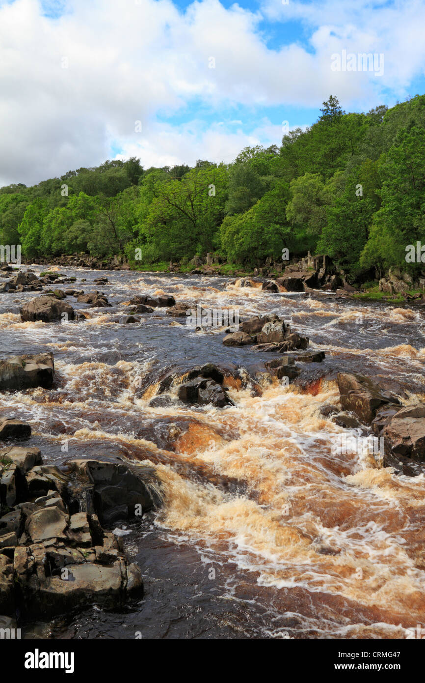 Flusses Tees über hohe Kraft Wasserfall nach starkem Regen in der Nähe von Middleton in Teesdale, County Durham, England, UK. Stockfoto