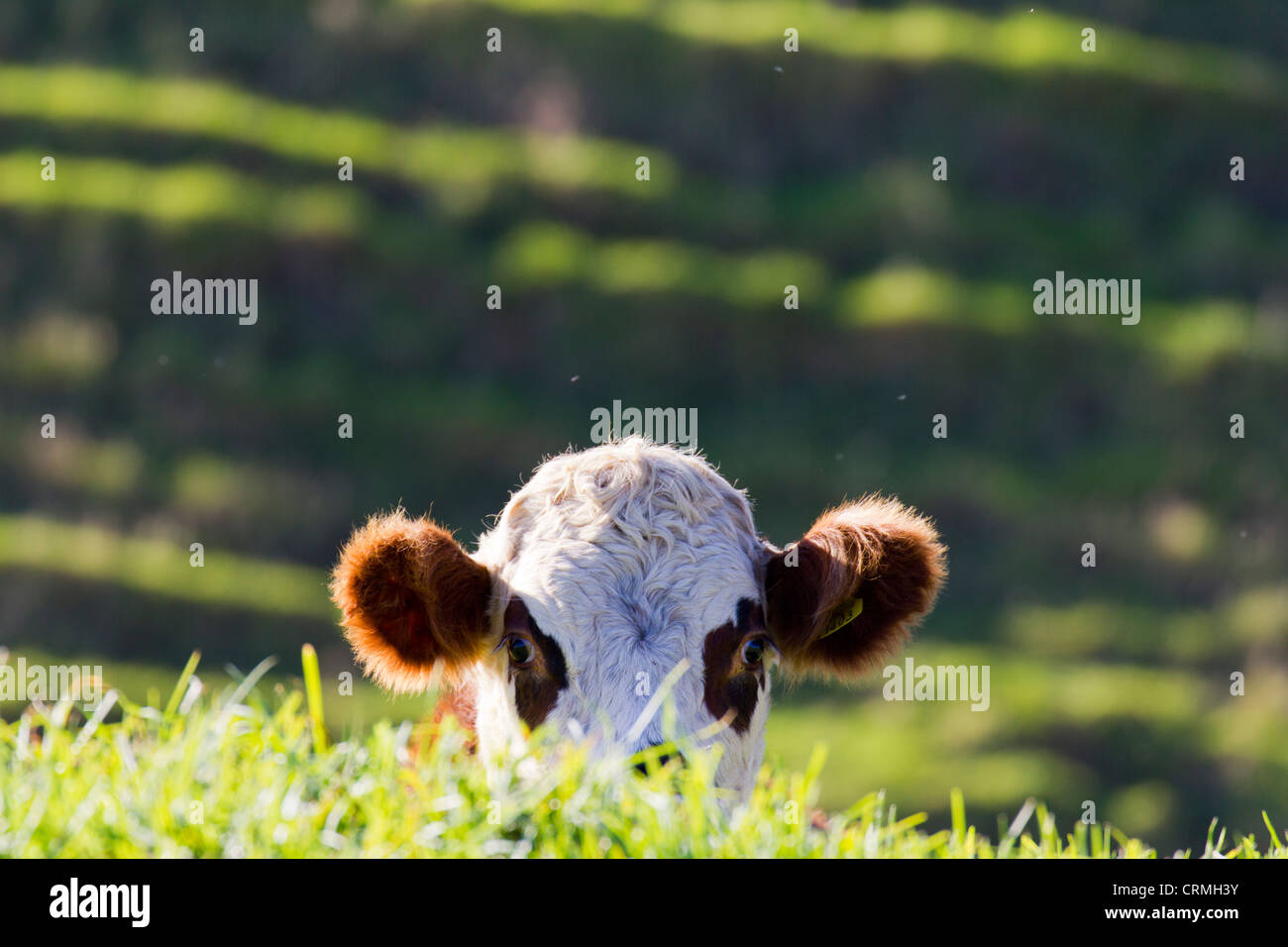 Kuh peeking über grasbewachsene Rande, Bream Bay Neuseeland Stockfoto