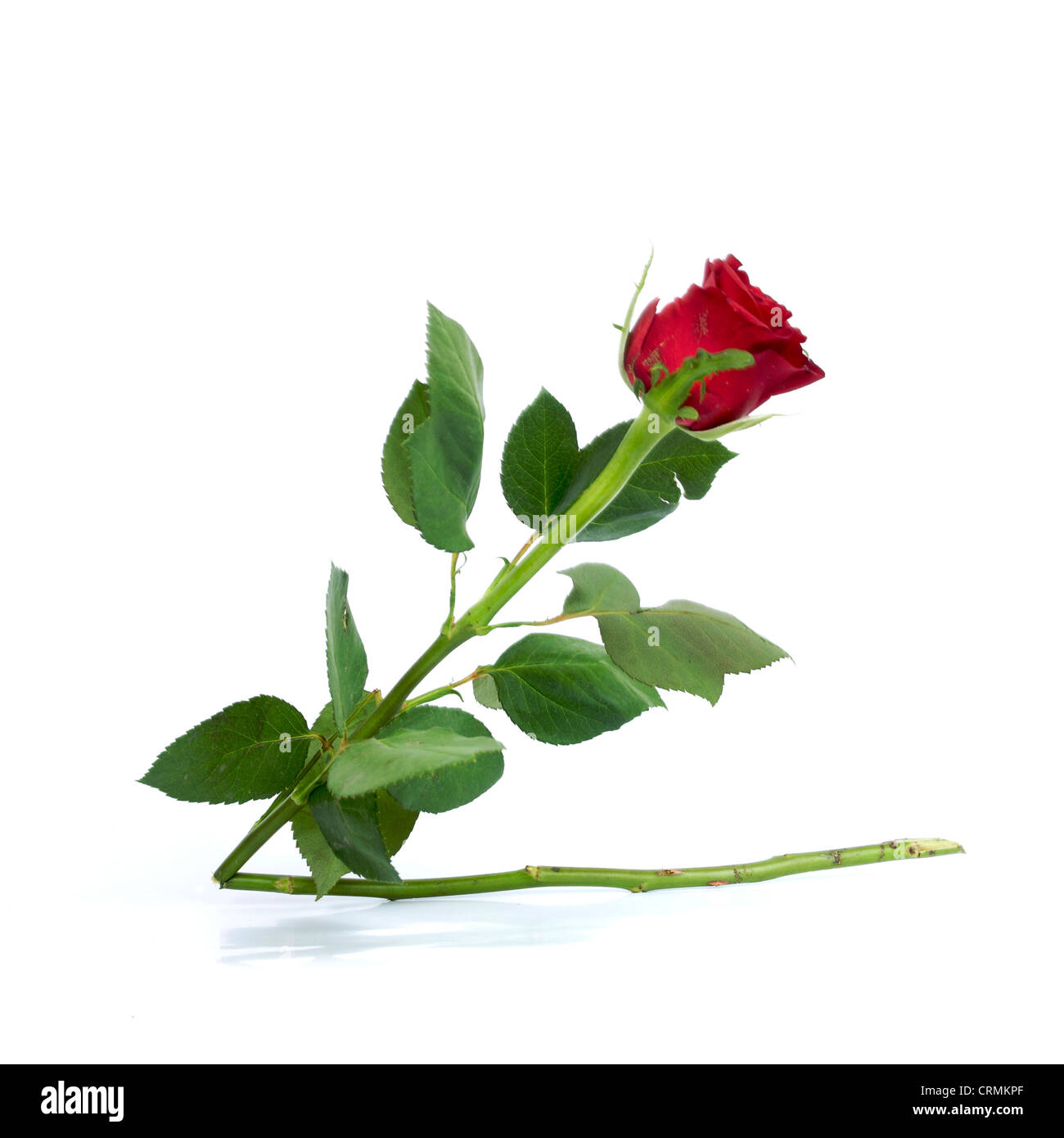 Rote rose (Rosa) mit gebrochenen Stiel. Stockfoto
