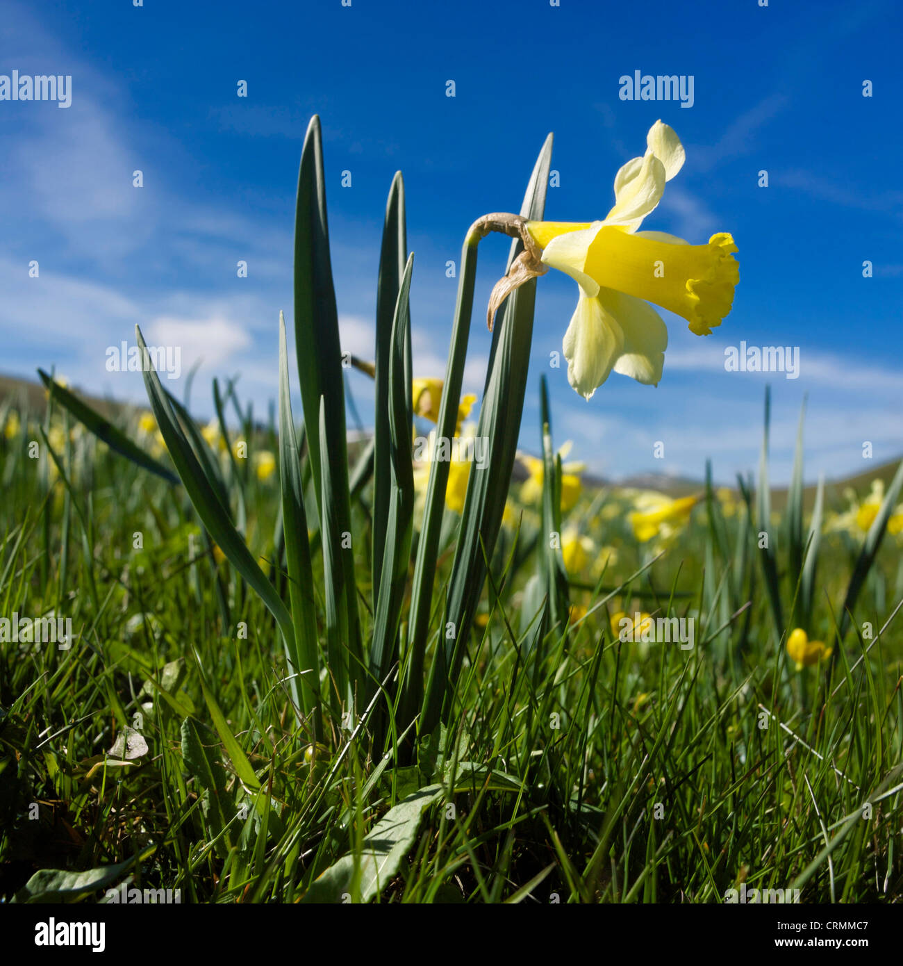 Narzissen - Narcissus Pseudonarcissus - auf einer Wiese in der Frühjahrssaison Stockfoto