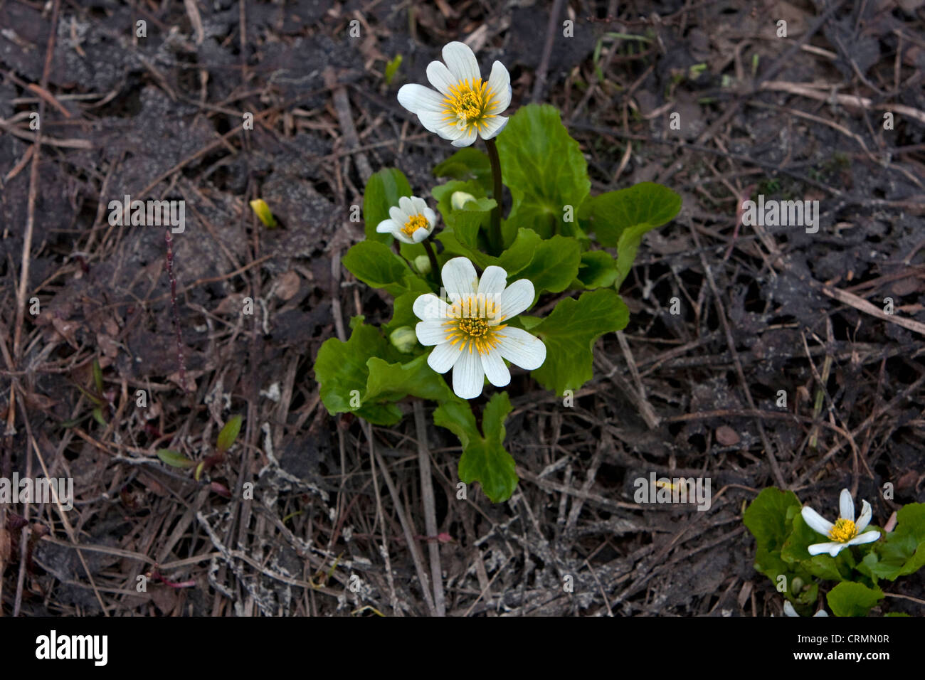 Am weißen Berg Marsh Marigold Caltha Leptosepala Wildblumen in Paradise Meadows, Strathcona Provincial Park, BC, Kanada im Juli Stockfoto