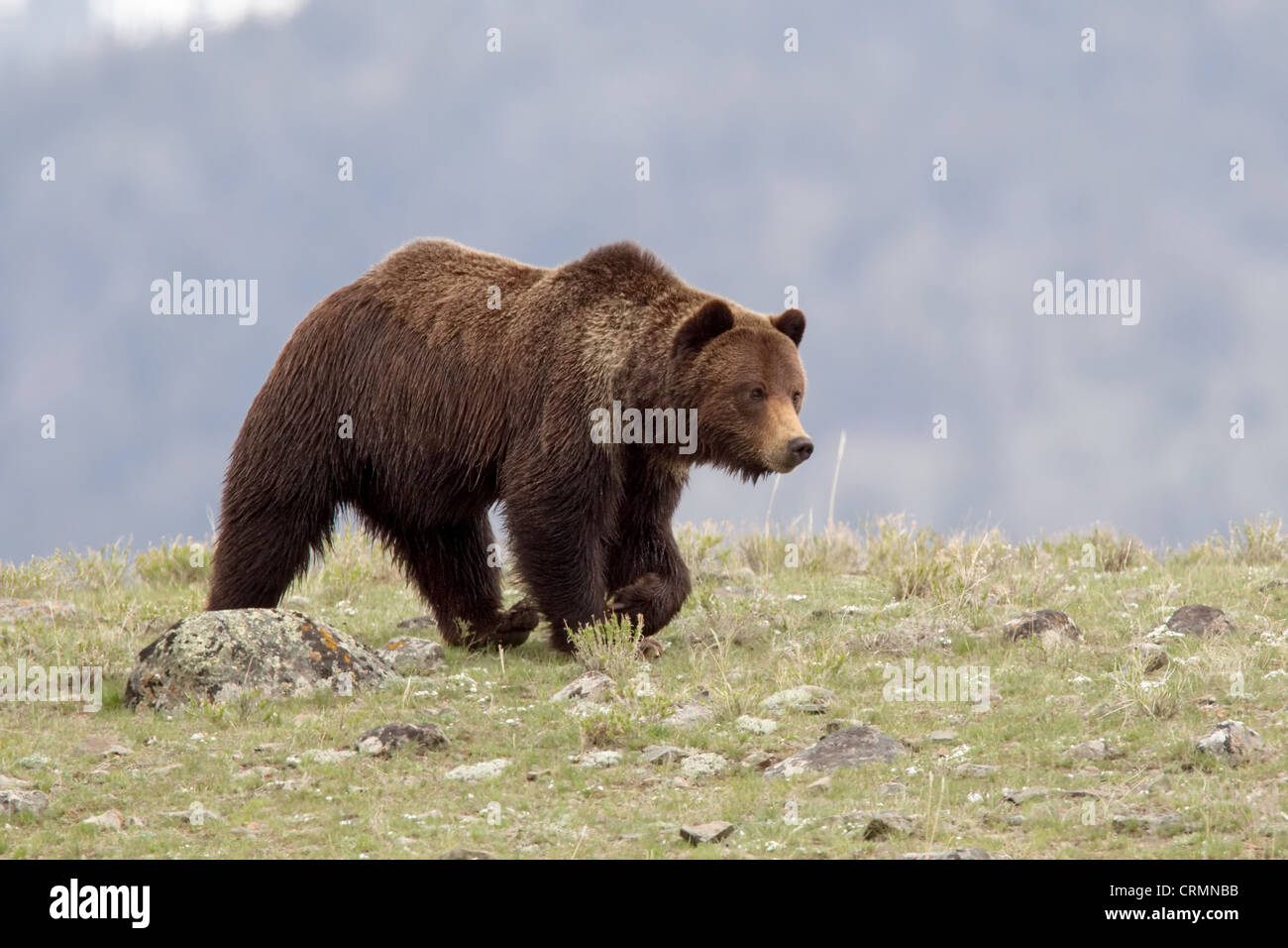 Ein wild Grizzly Bear kreuzt Freiland in Lamar Valley des Yellowstone National Park, Wyoming, USA. Stockfoto