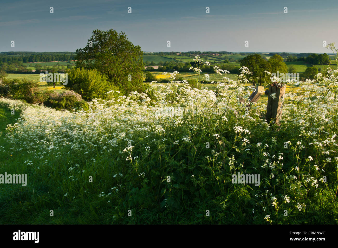 Eine Schneise der weißen Blüte Kuh Petersilie mit Blick auf einen flachen Tal und eine hügelige Landschaft in Northamptonshire, England Stockfoto